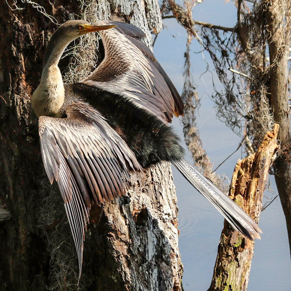 Circle B Bar Reserve, Lakeland FL