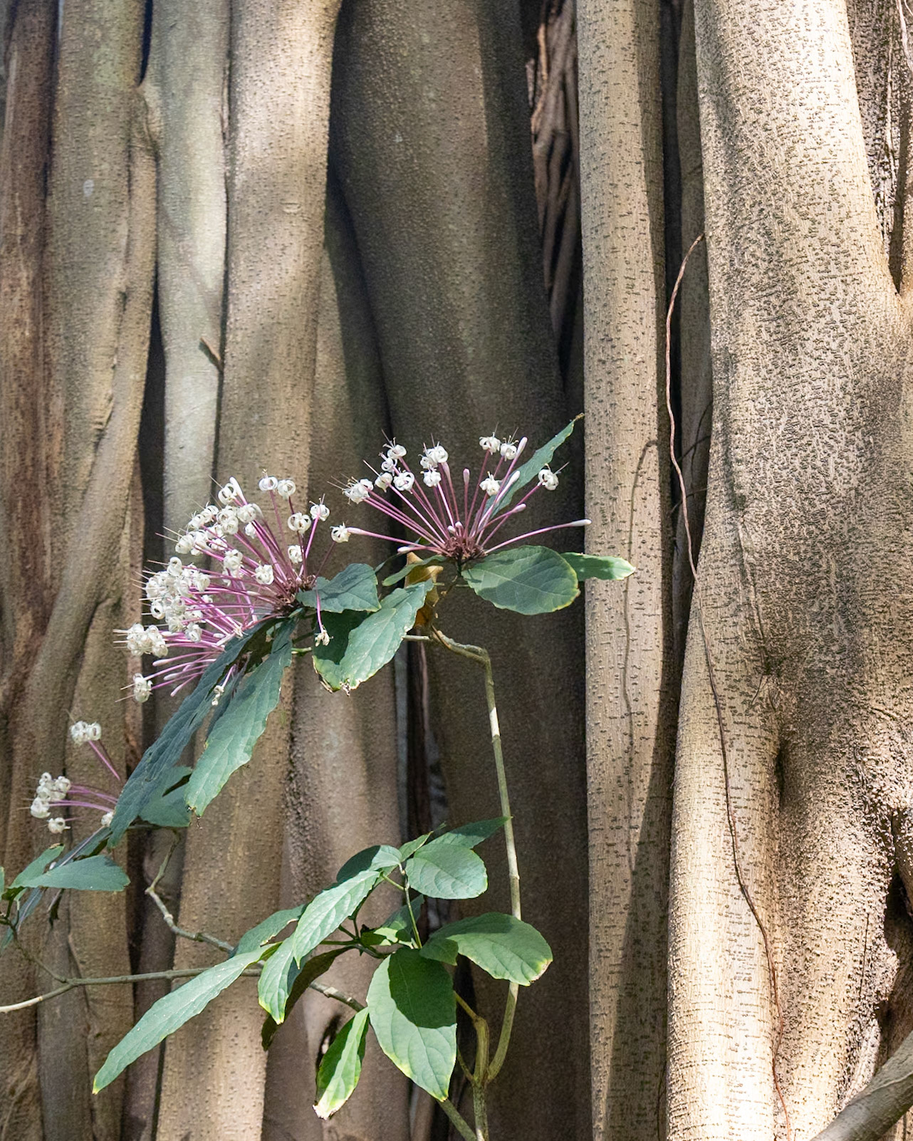 The Kampong, Coral Gables FL