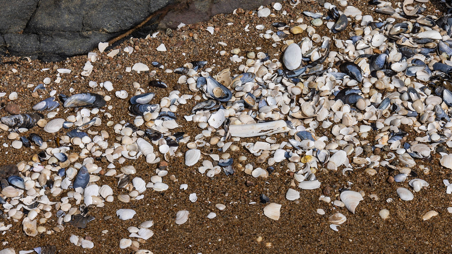 Chemin de l'anse Charron QC