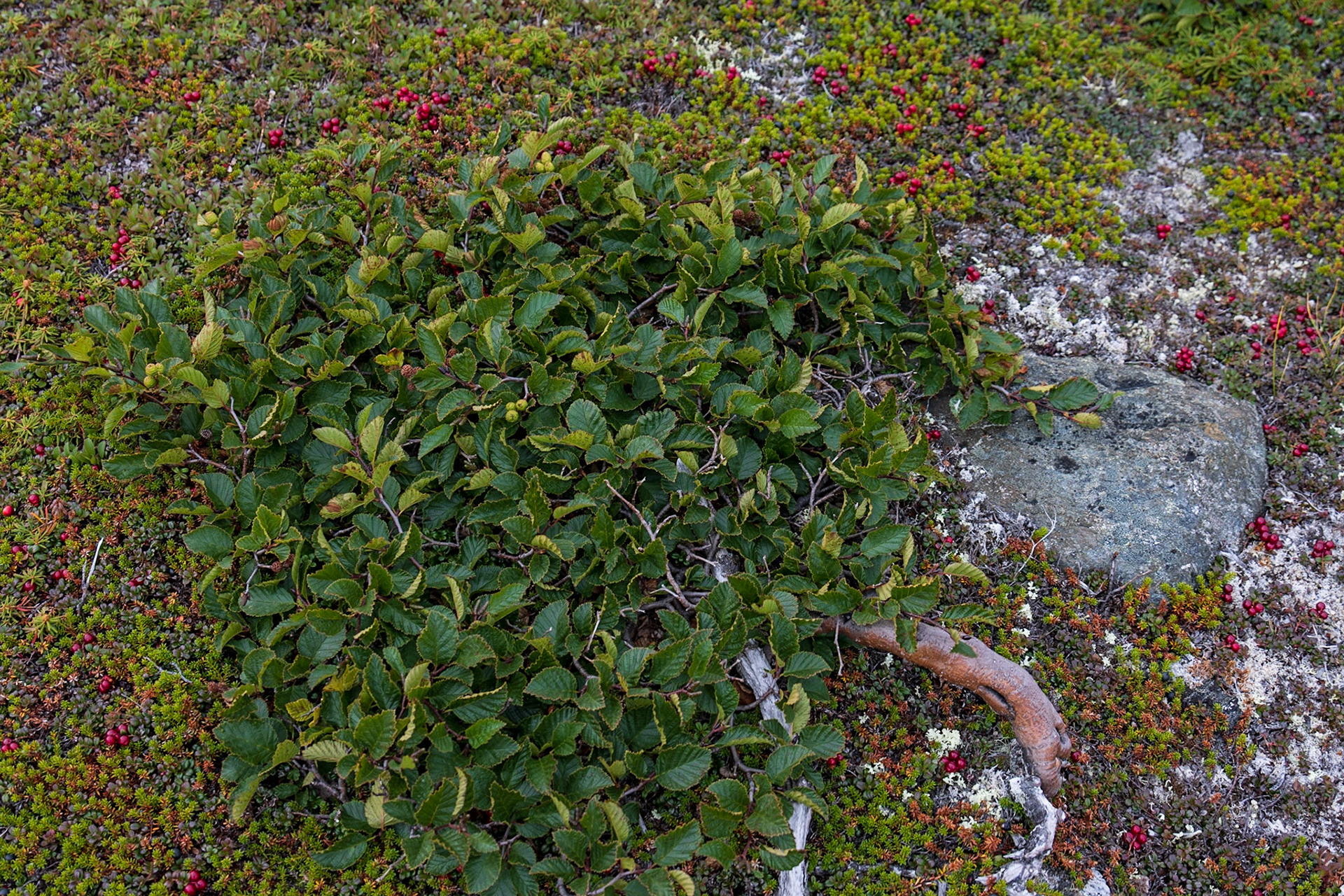 Big Island, Torngat Mountains, NL