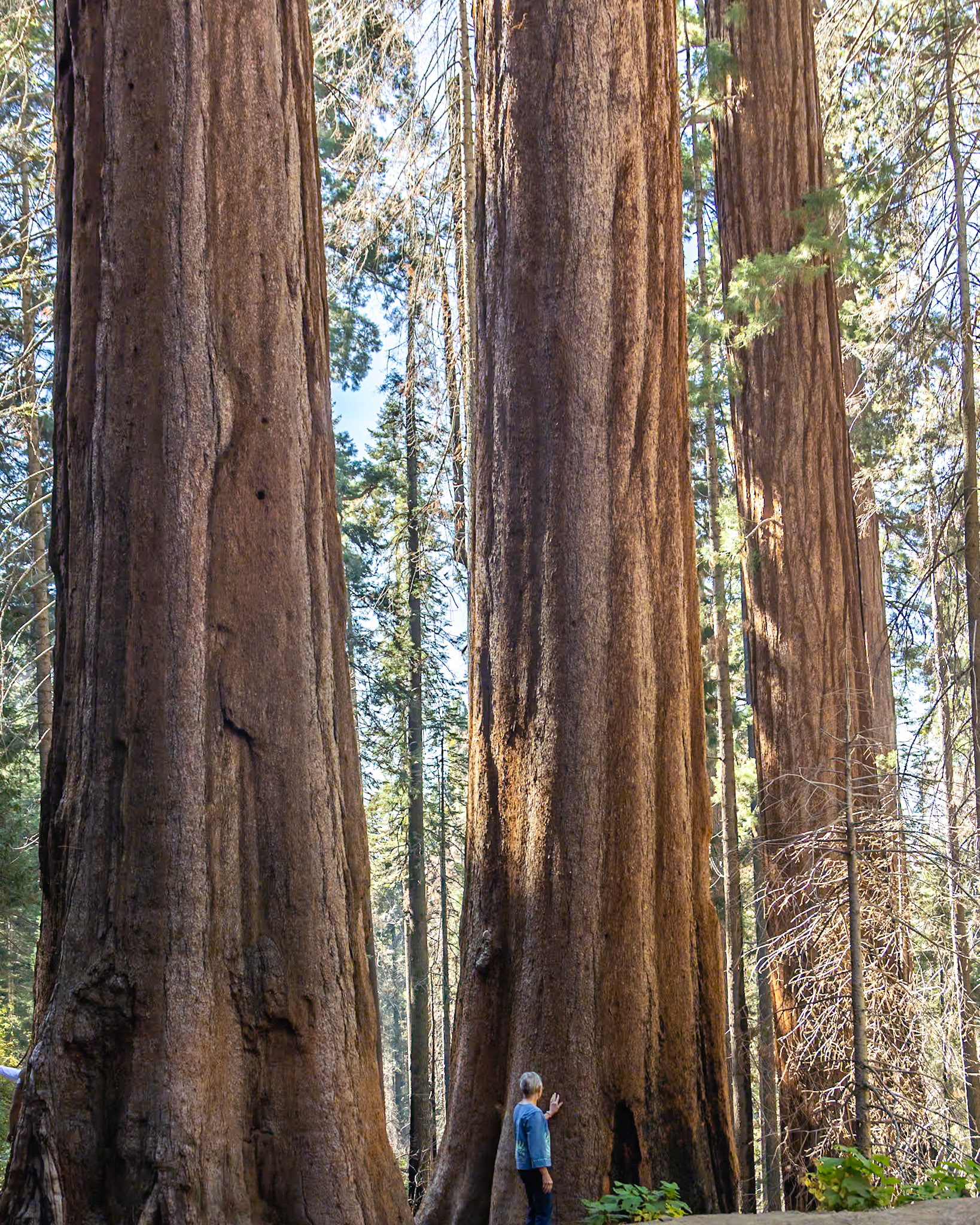 Sequoia NP, Three Rivers CA