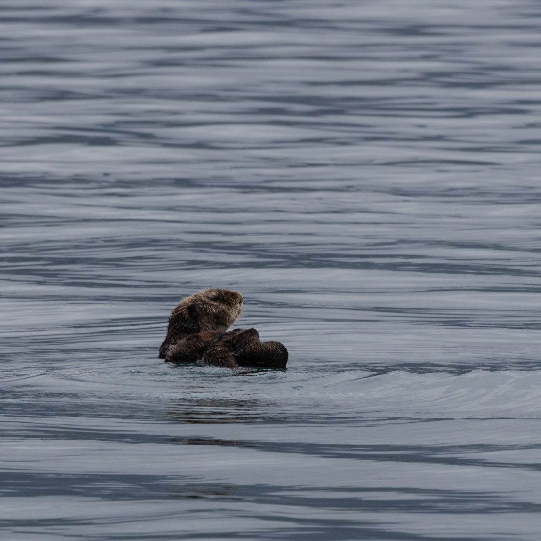 Prince William Sound AK