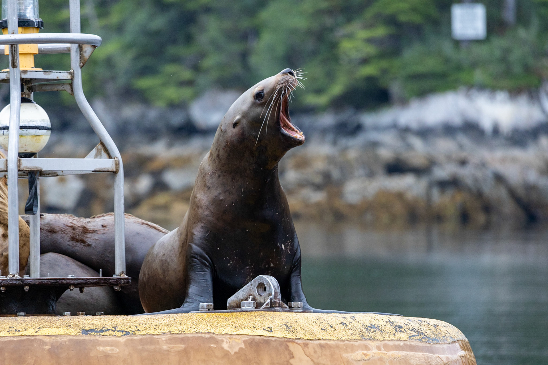 Prince William Sound AK