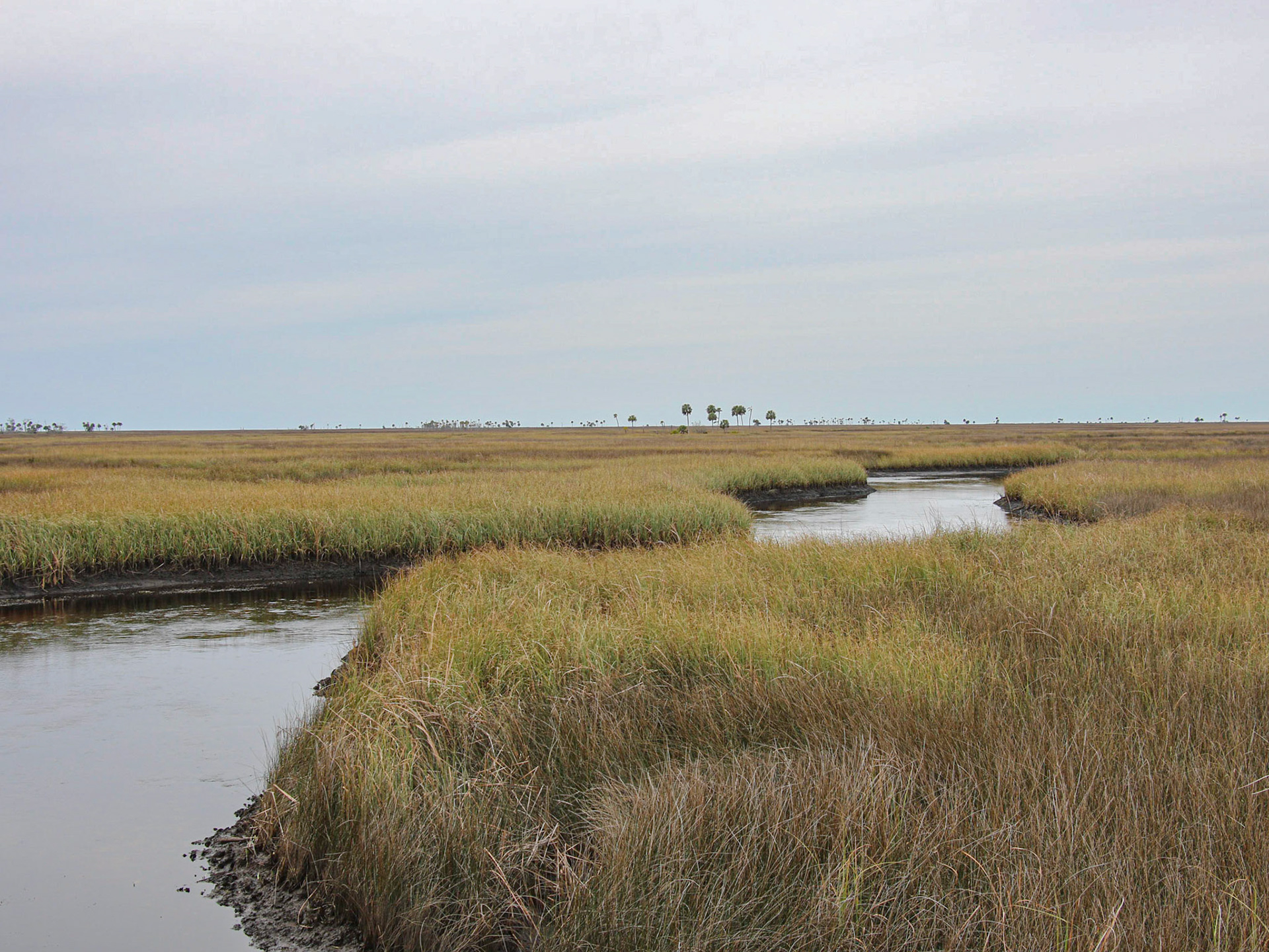 Shell Mound, Cedar Key FL