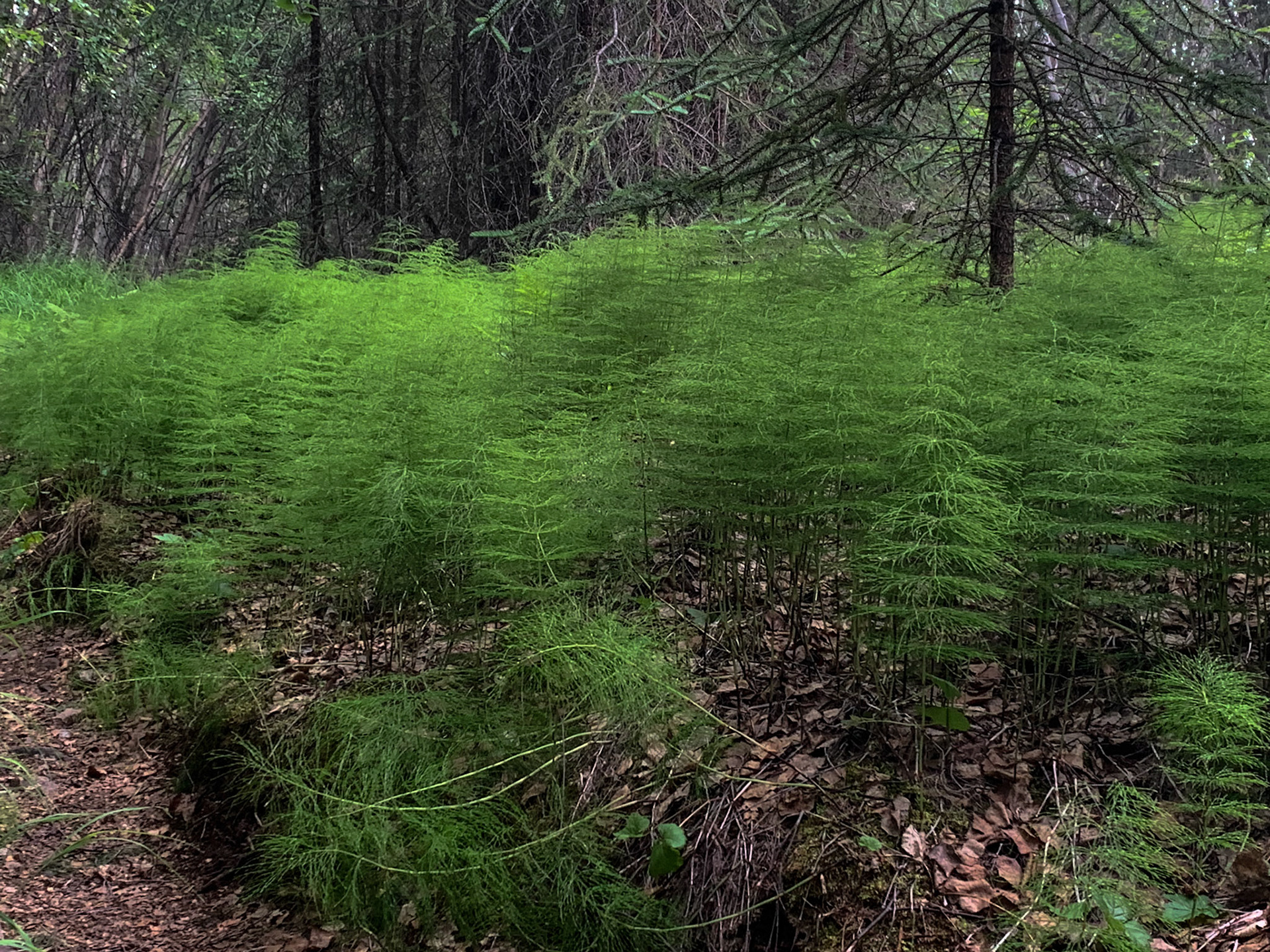 Tanalian Falls Hike, AK