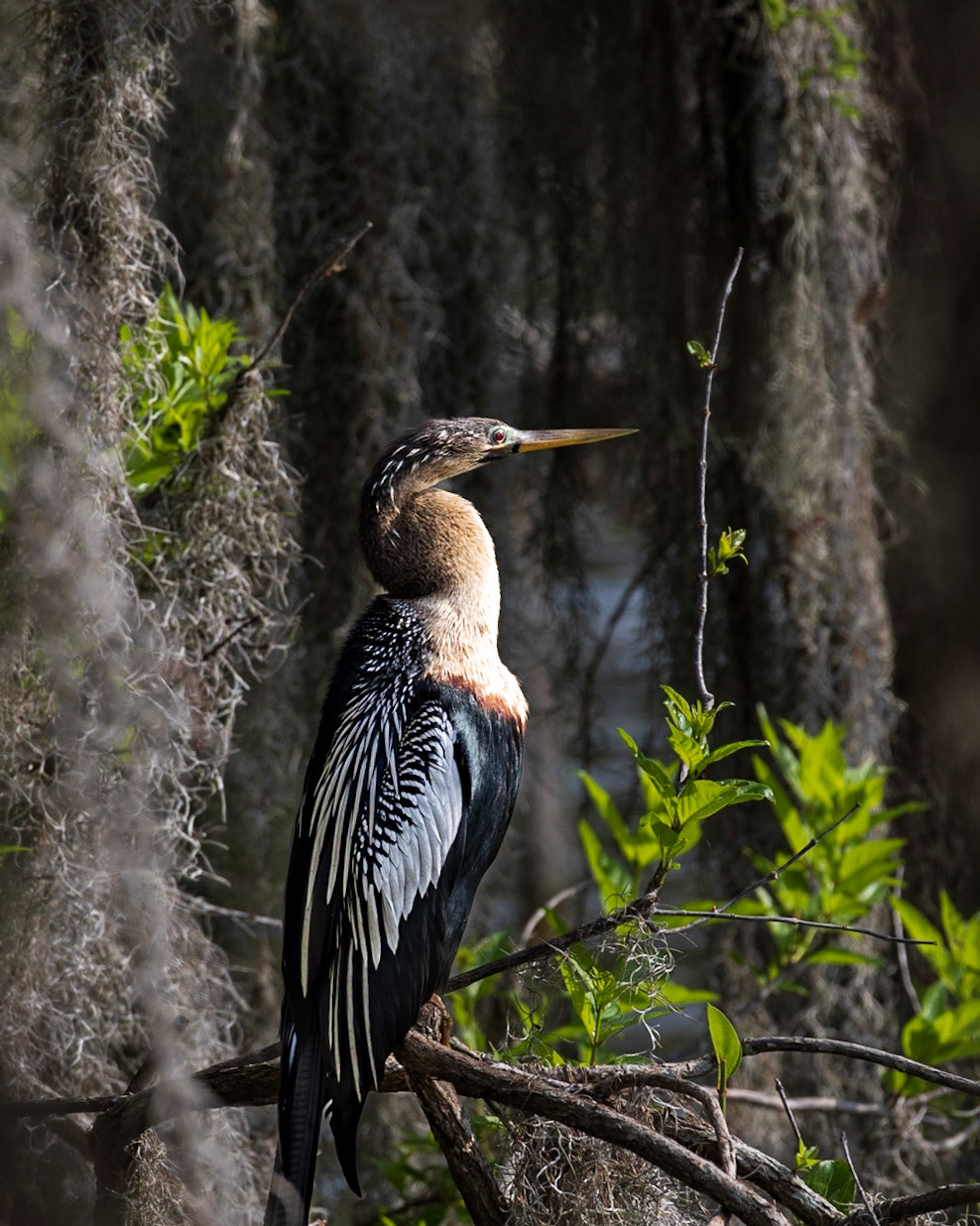 Circle B Bar Reserve FL