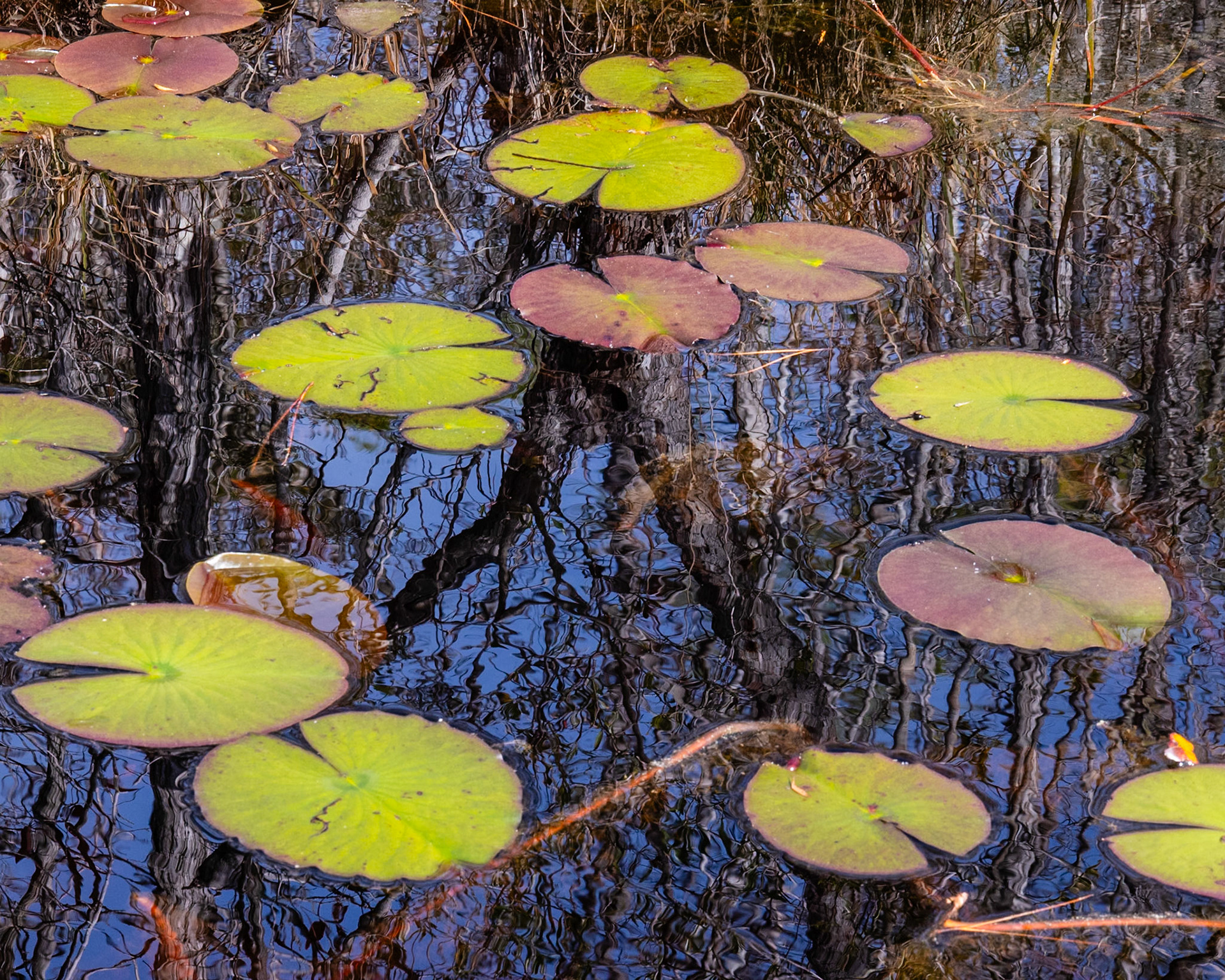 RK Dwarf Cypress Preserve, Tates Hell FL