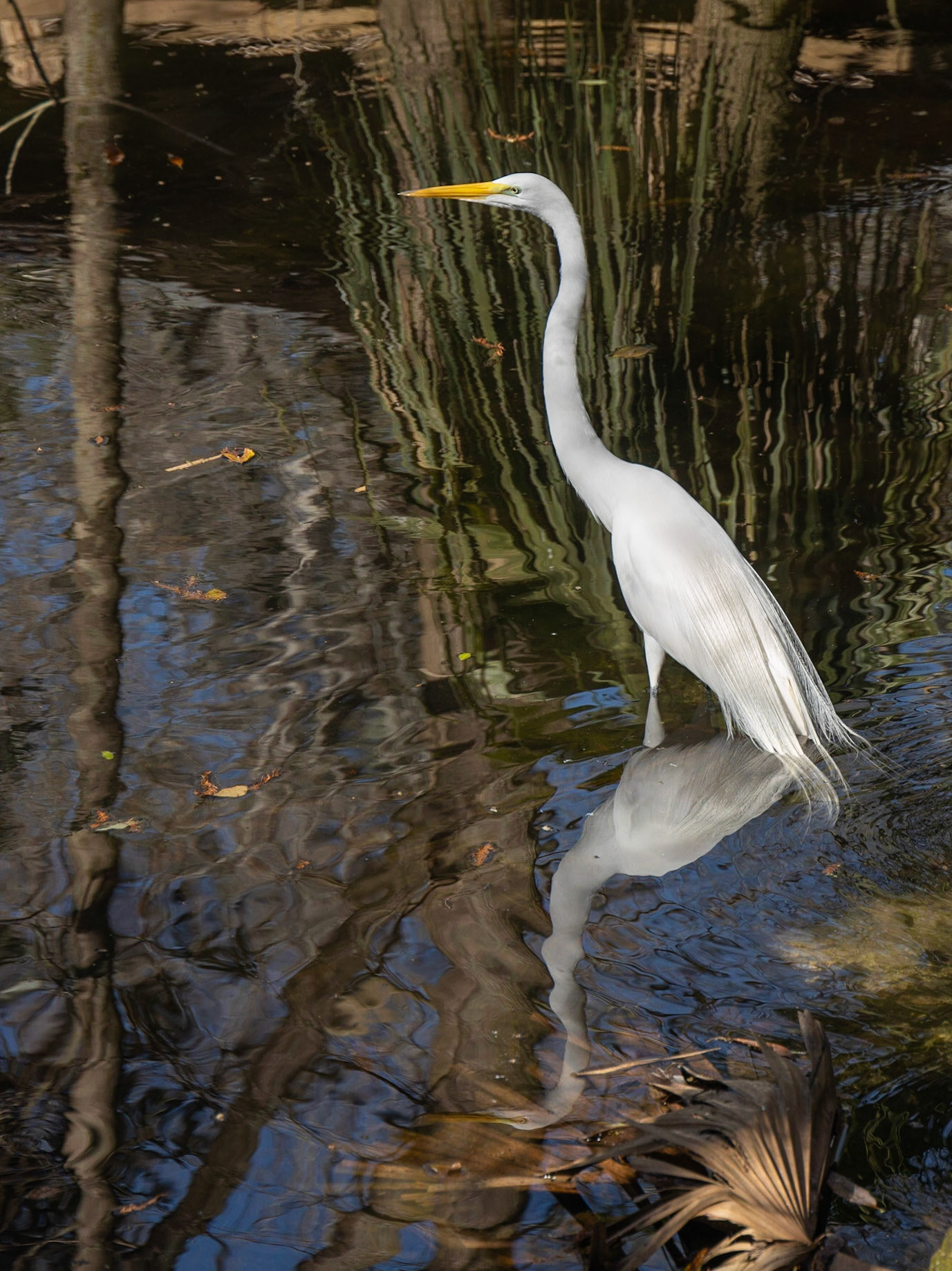 Ellie Schiller Wildlife SP