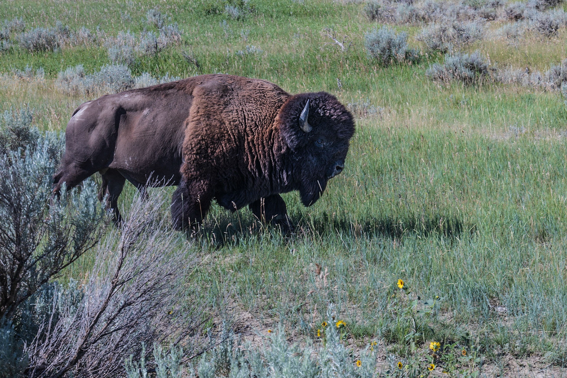 Theodore Roosevelt NP, South Unit, ND