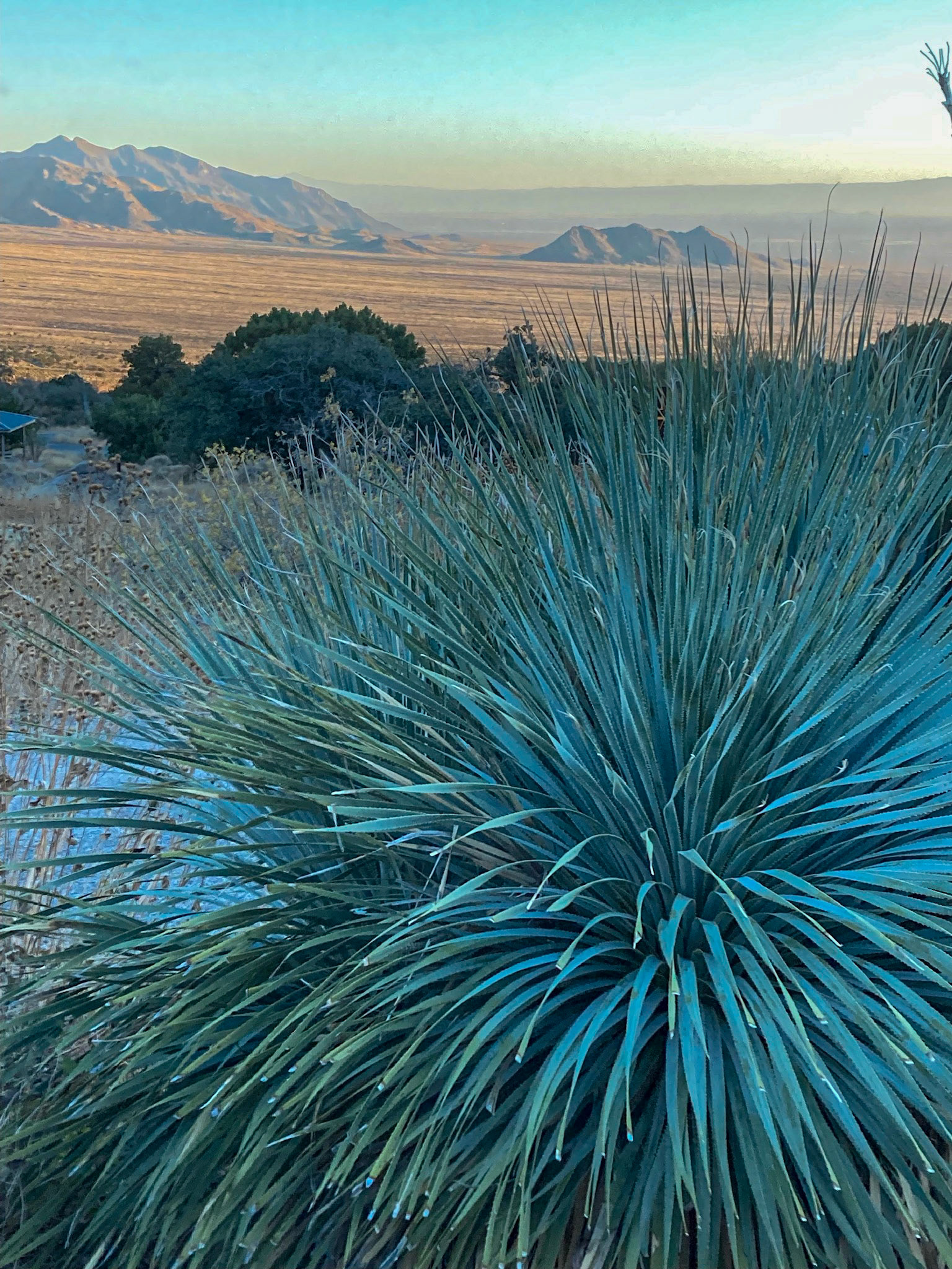 Pine Tree Trail, Organ Mtns, NM