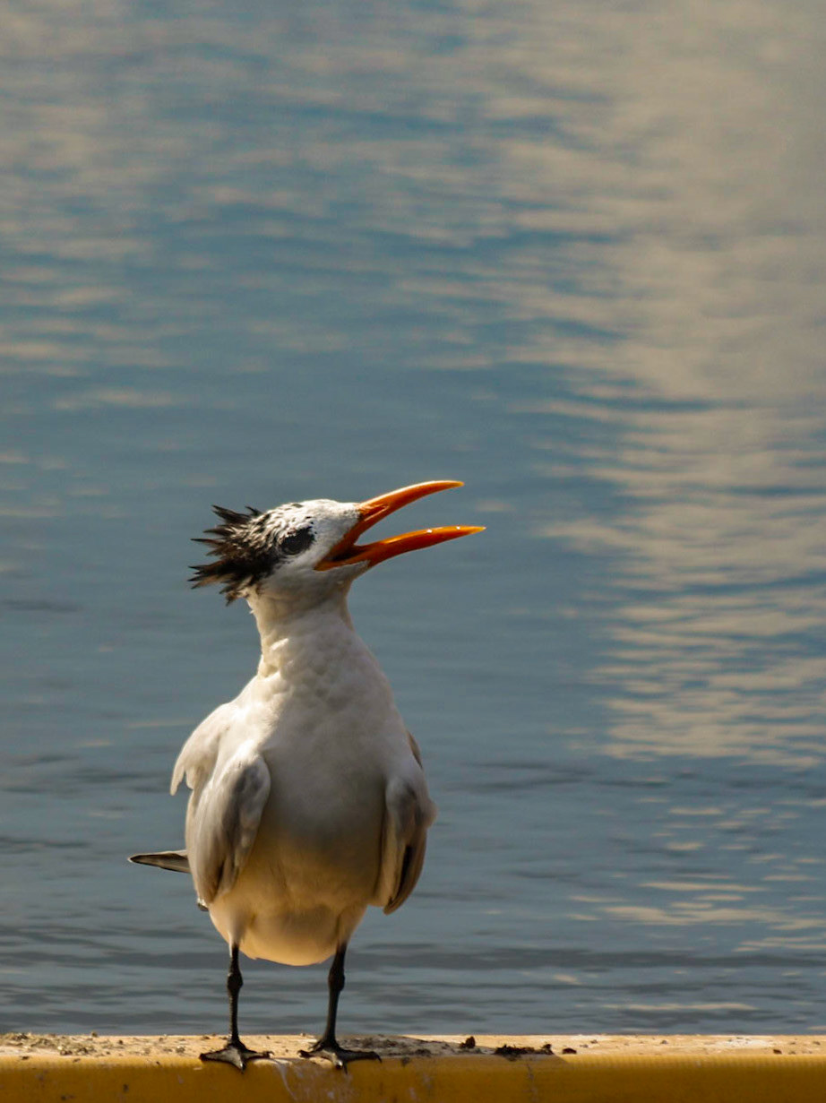 Circle B Bar Reserve, Lakeland FL