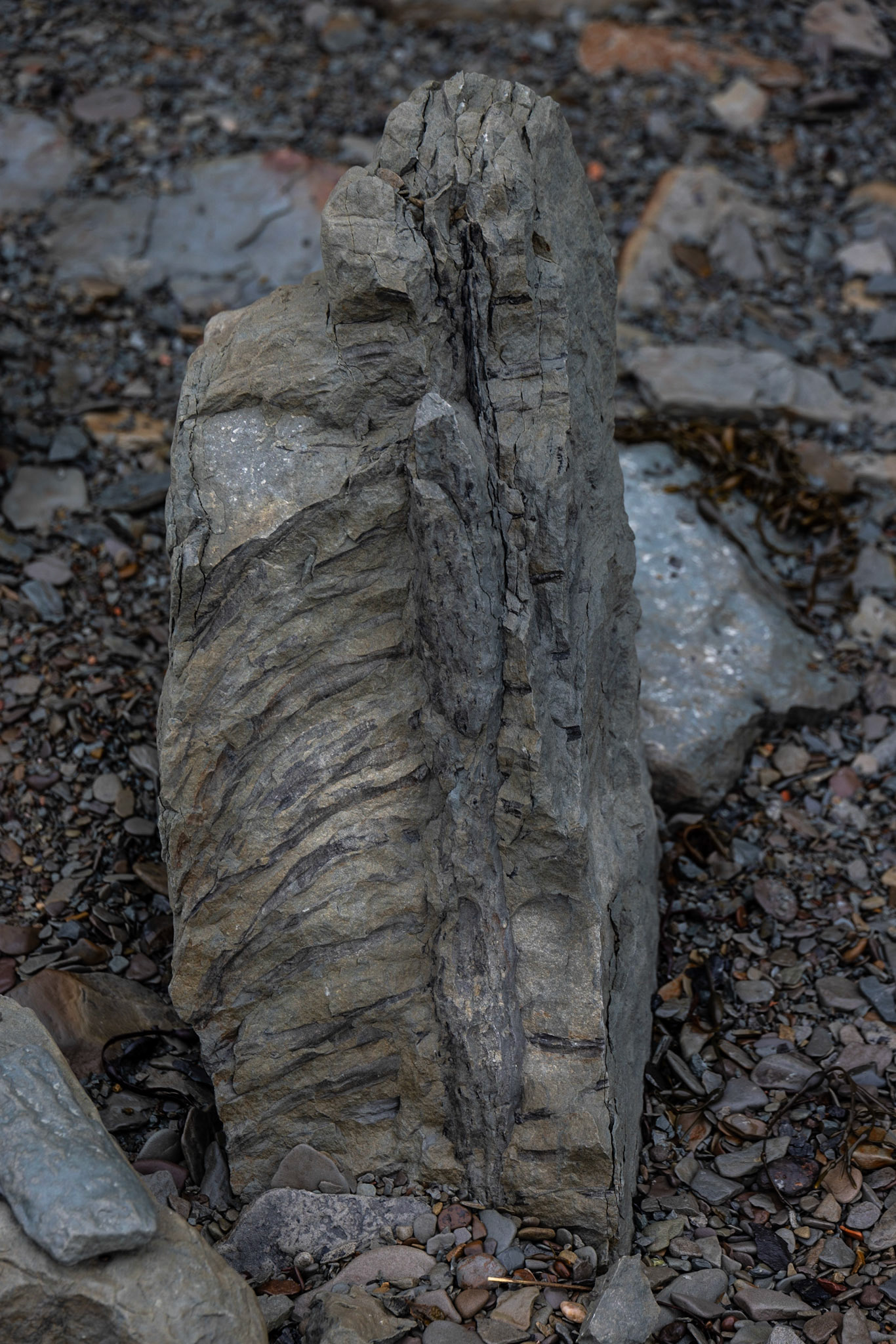 Joggins Fossil Cliffs,