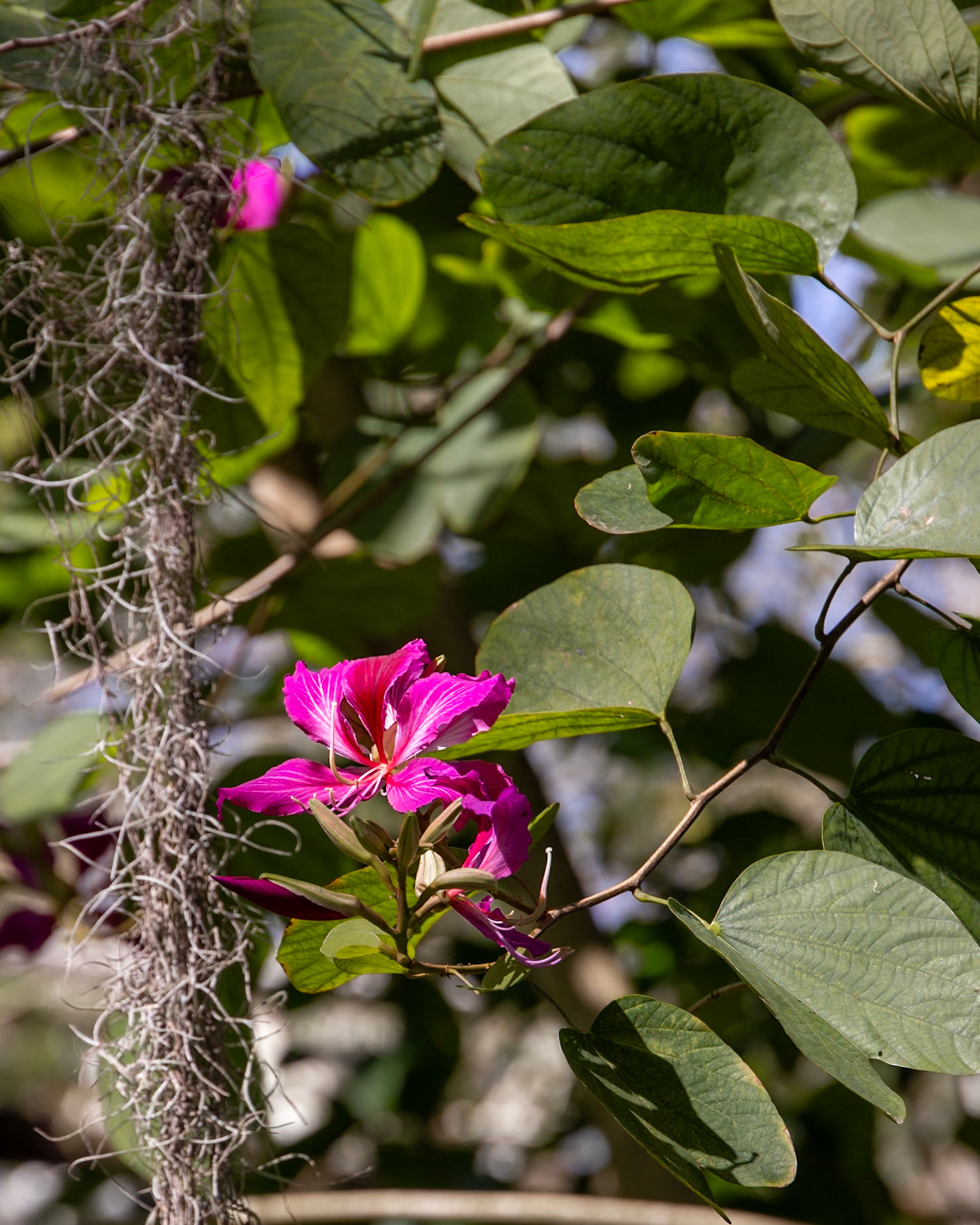 Nehrling Gardens, Gotha FL