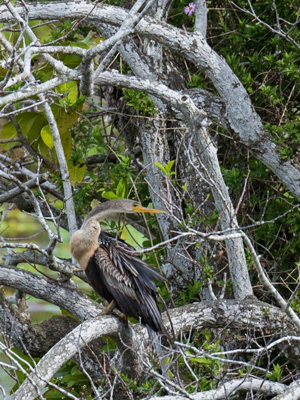 Anhinga Trail