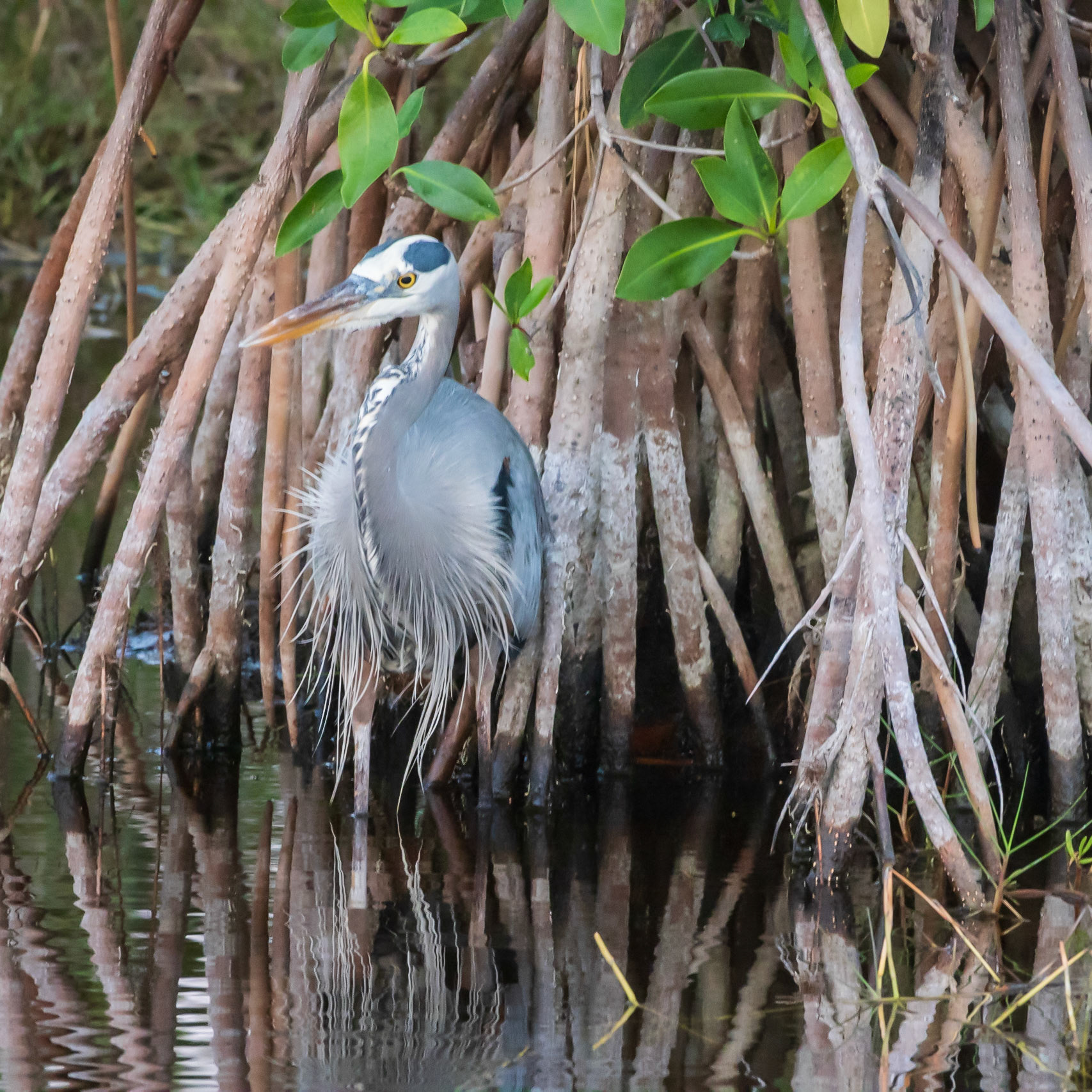10,000 Islands Marsh Walk, FL