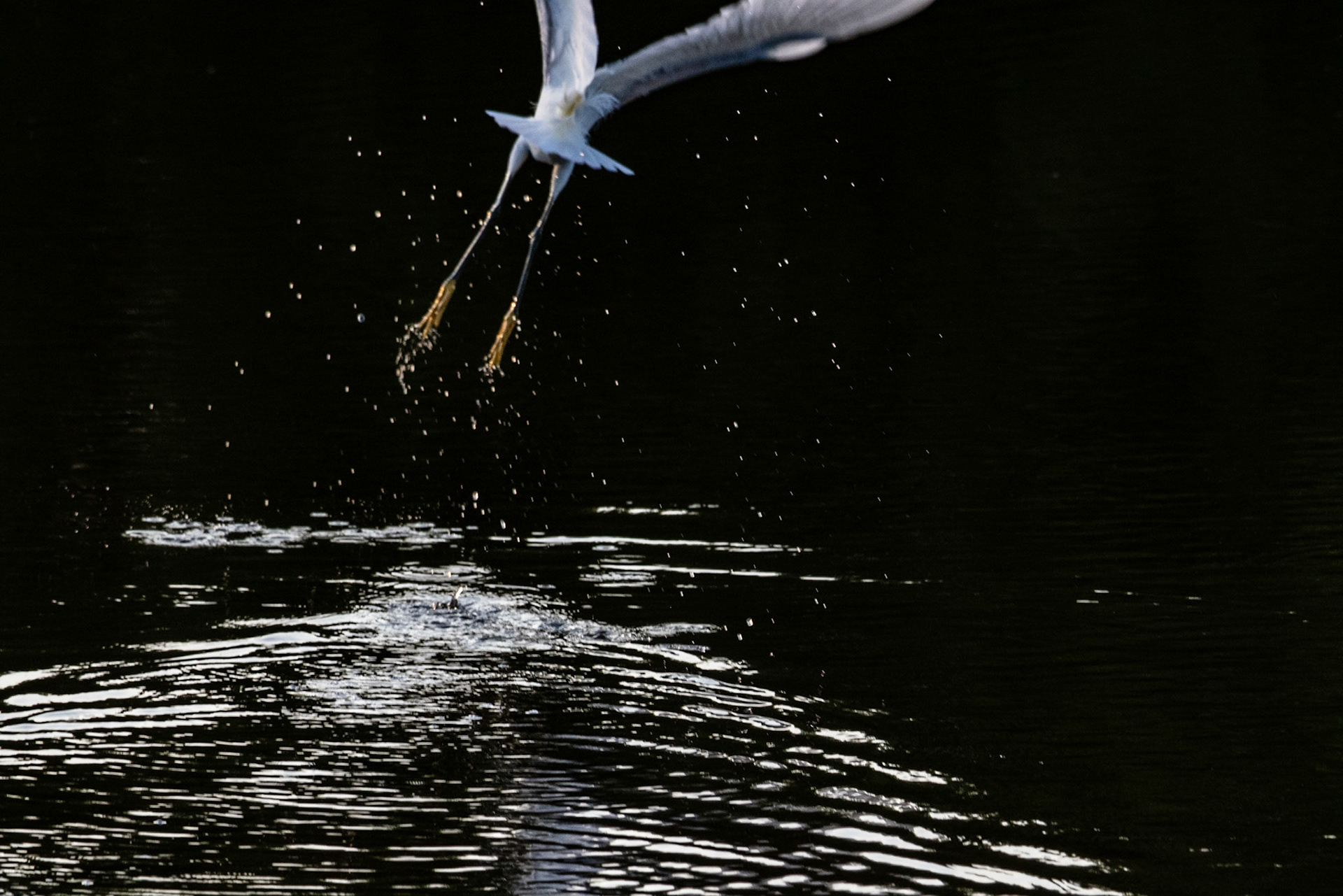 10,000 Islands Marsh Walk, FL