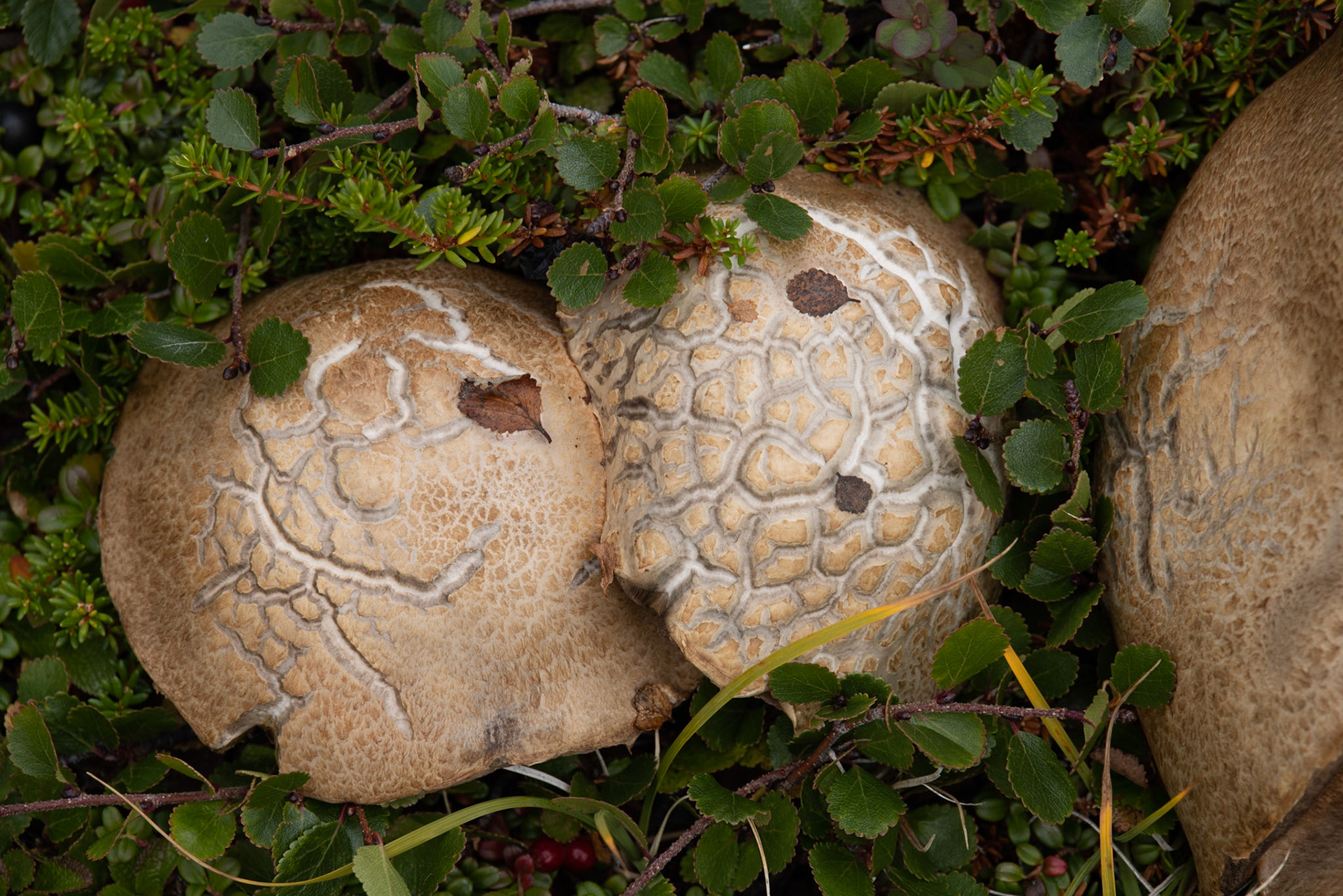 Big Island, Torngat Mountains, NL
