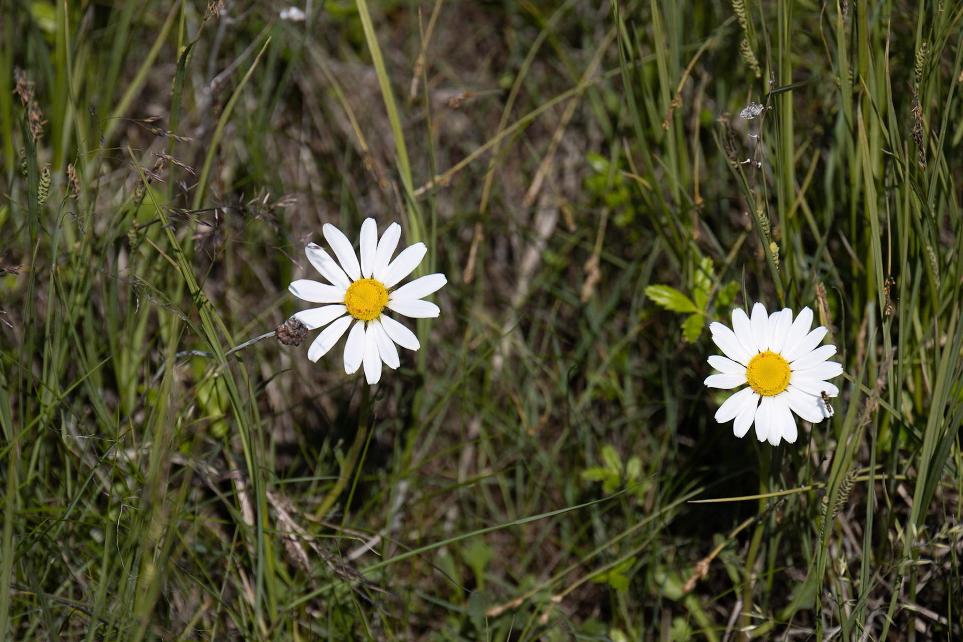 Hallo Bay, Katmai NP, AK