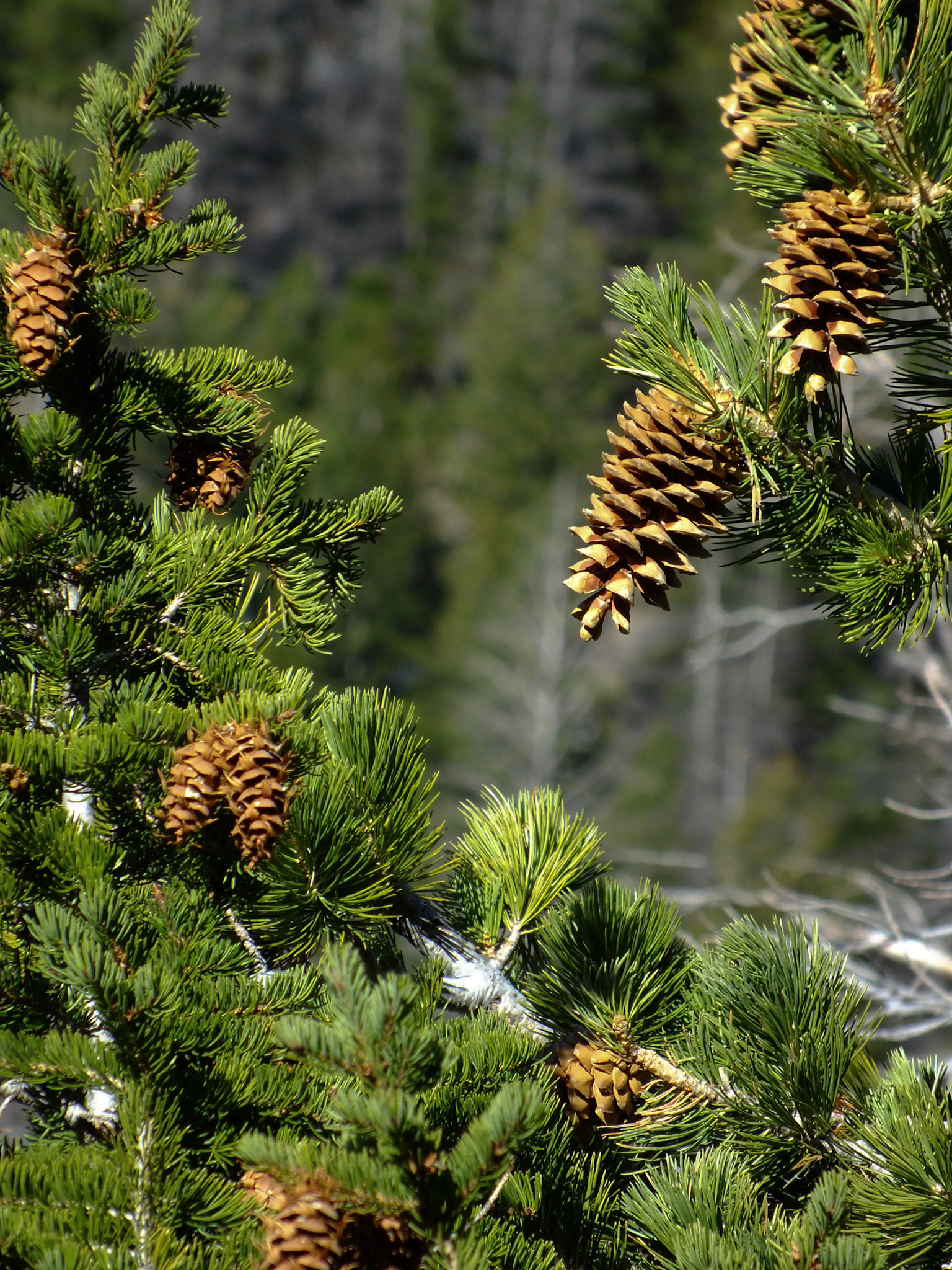 Shoshonee Willderness, WY