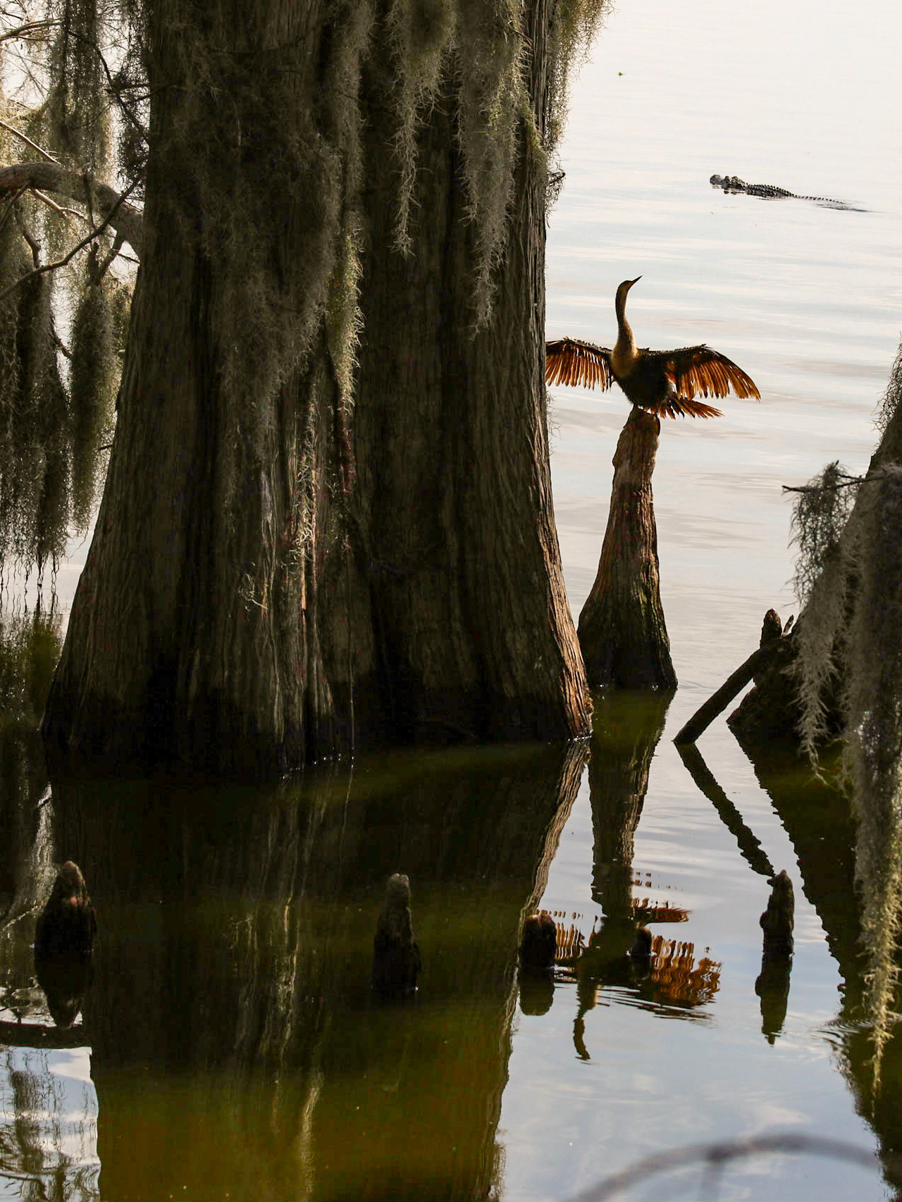 Circle B Bar Reserve, Lakeland FL