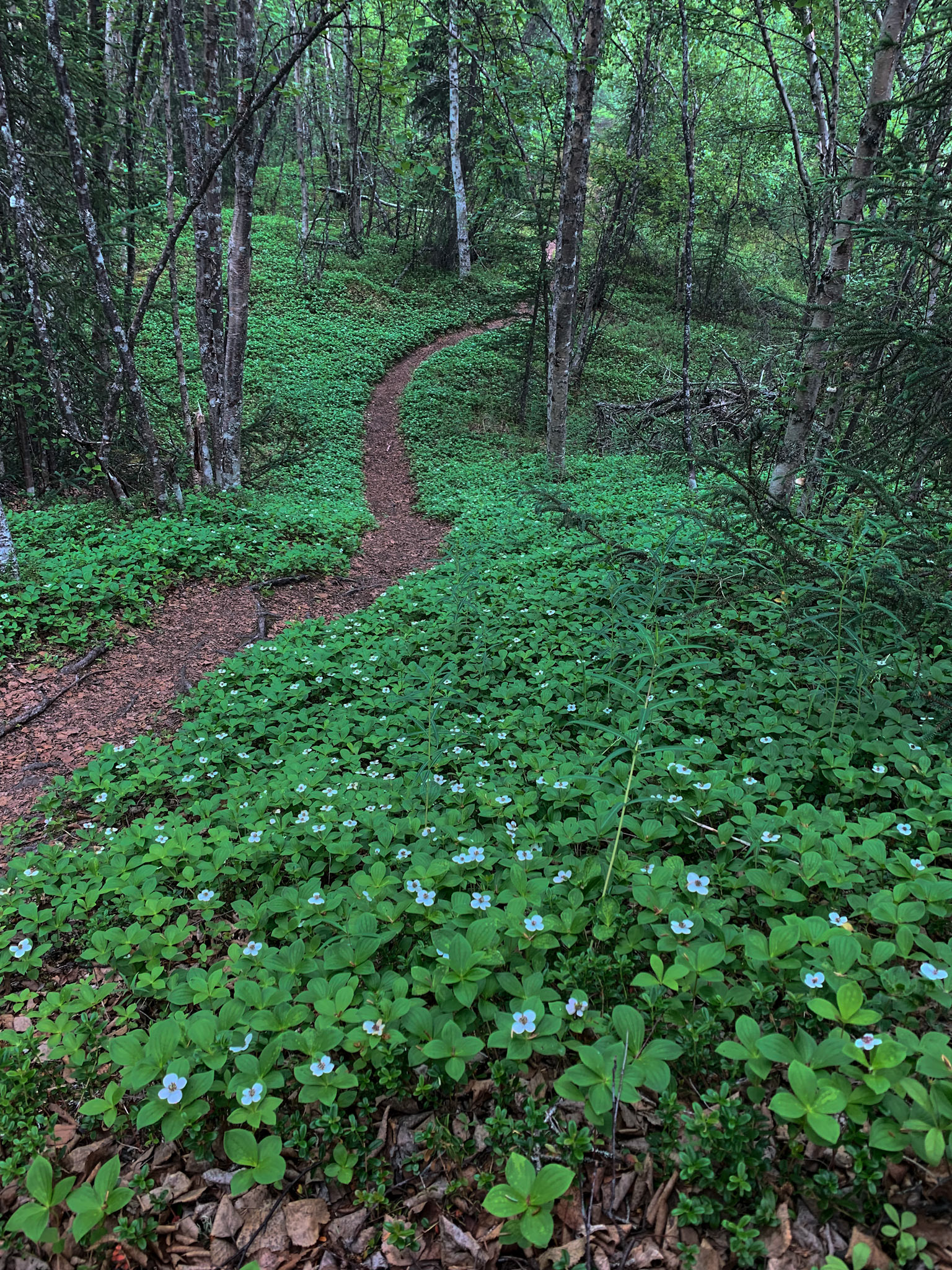 Tanalian Falls Hike, AK