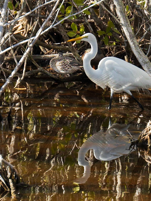 "Ding" Darling Refuge