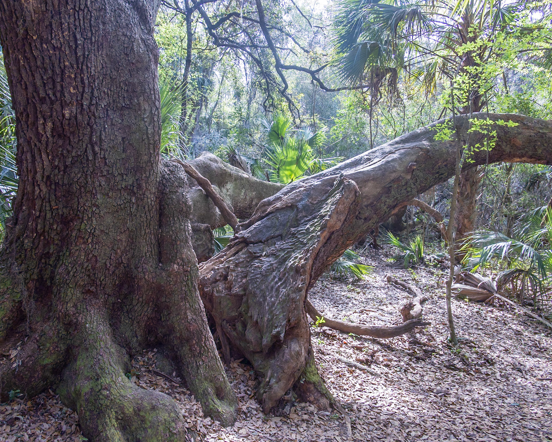 Nolan Bluff Trail, Micanopy FL