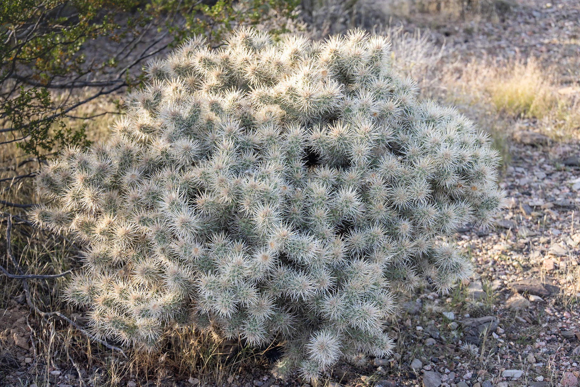 Gold Butte Road, Bunkerville NV