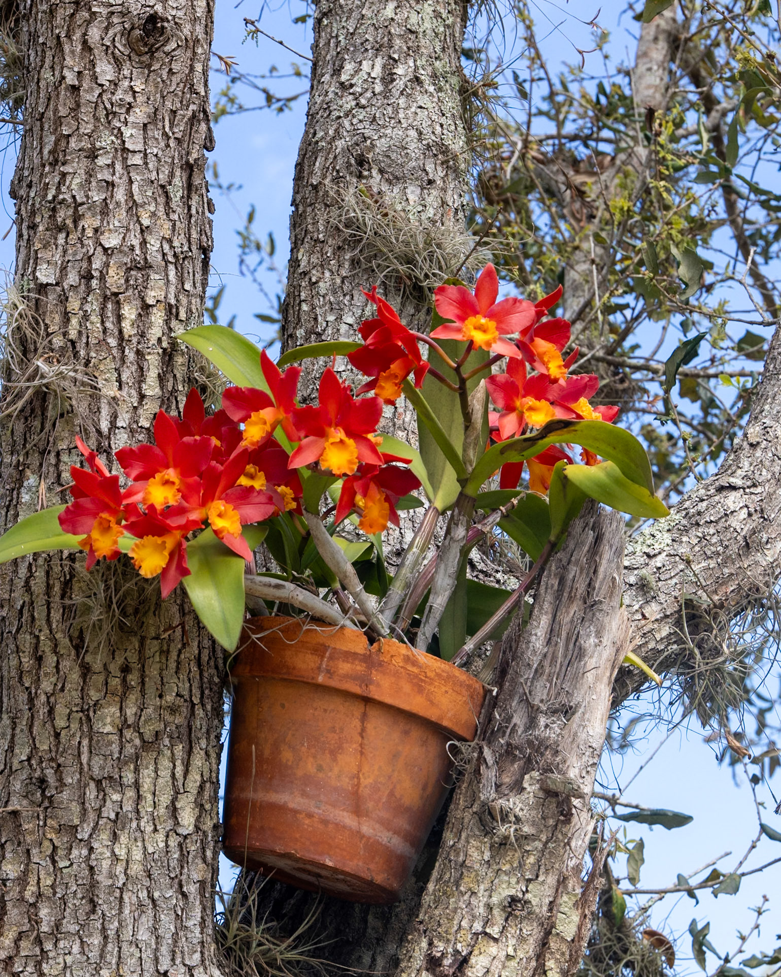 Peace River Botanicals and Sculpture Gardens, Punta Gorda FL