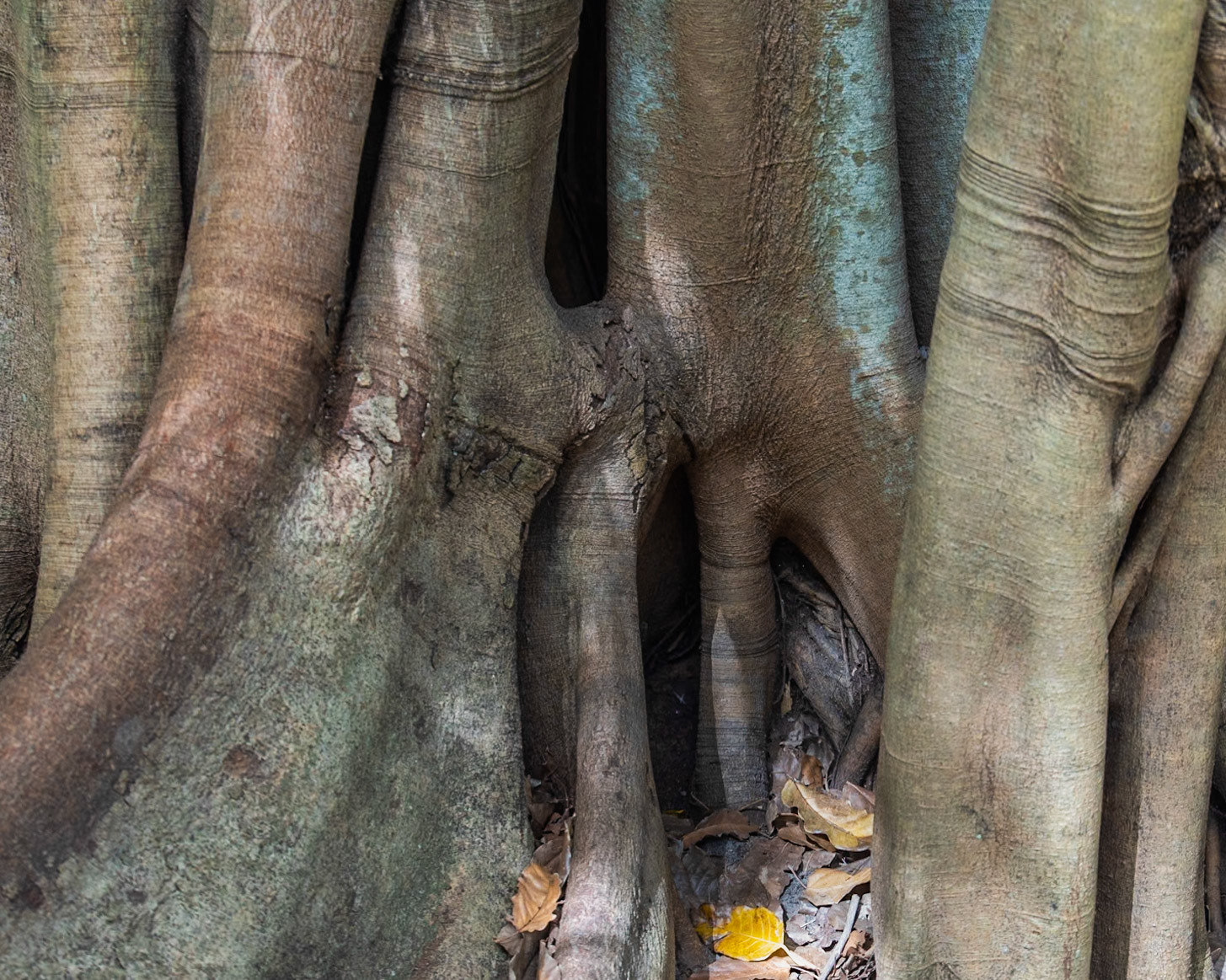 McKee Botanical Garden, Vero Beach FL