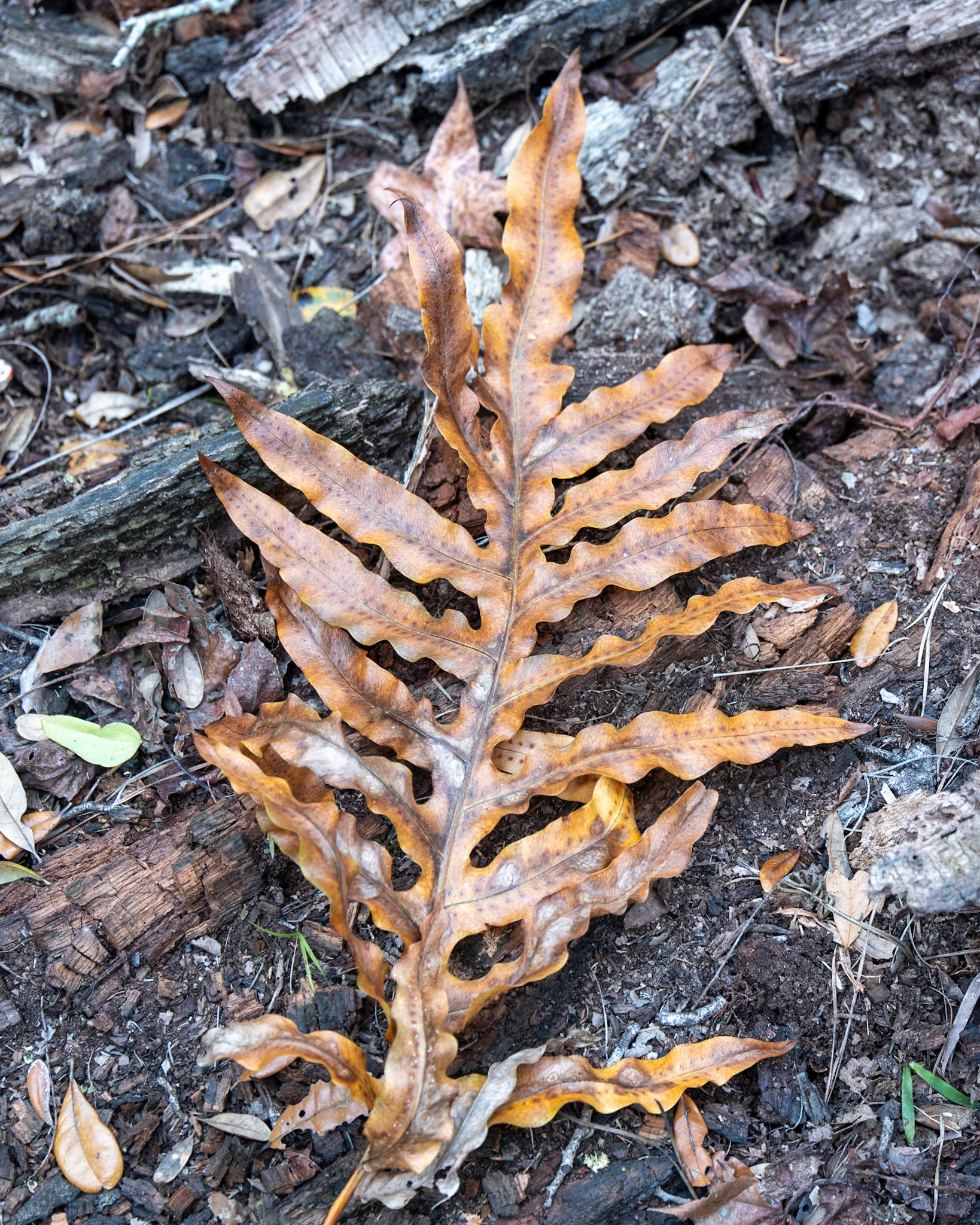 St Francis Trail, Deland FL