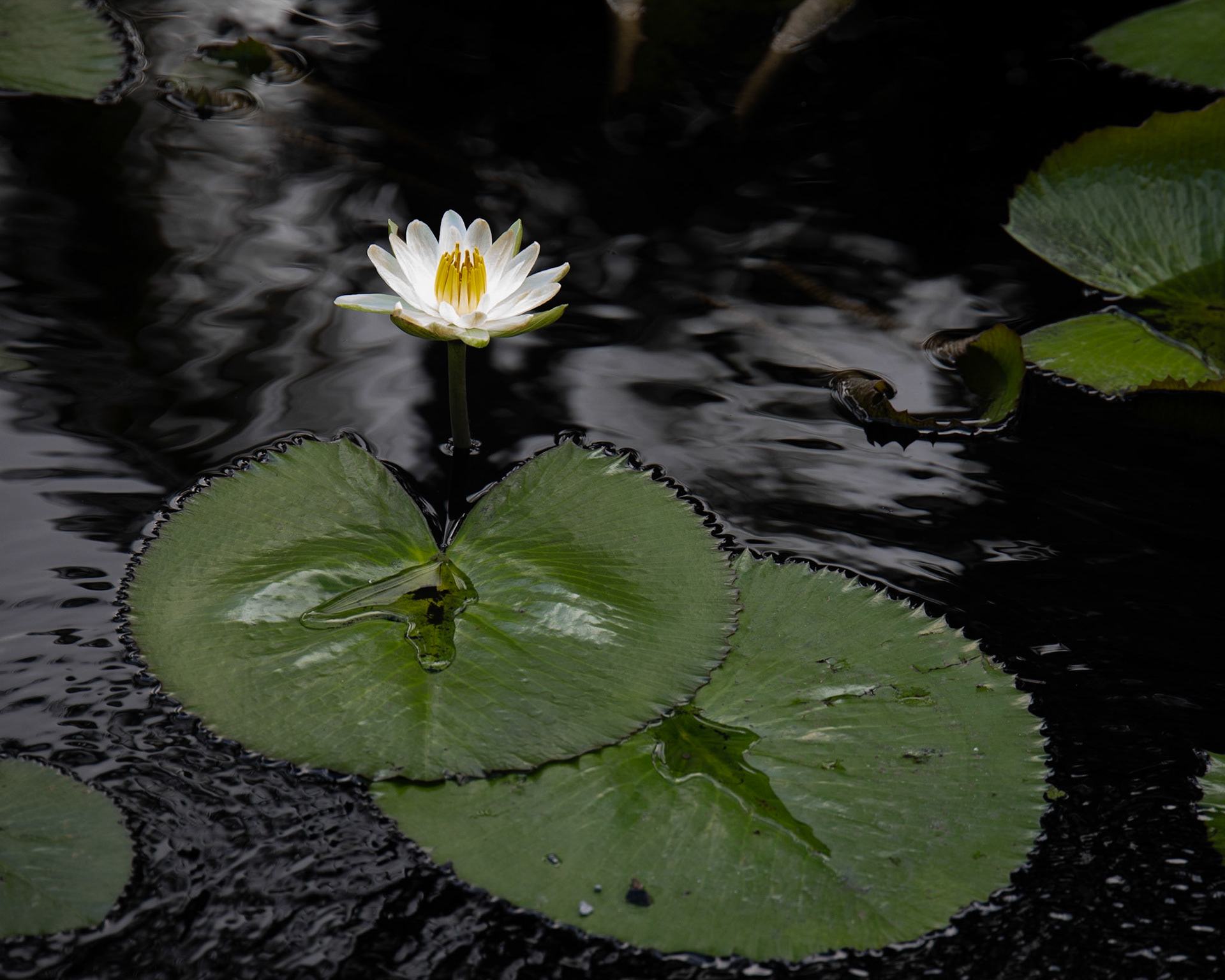 Naples Botanical Garden FL