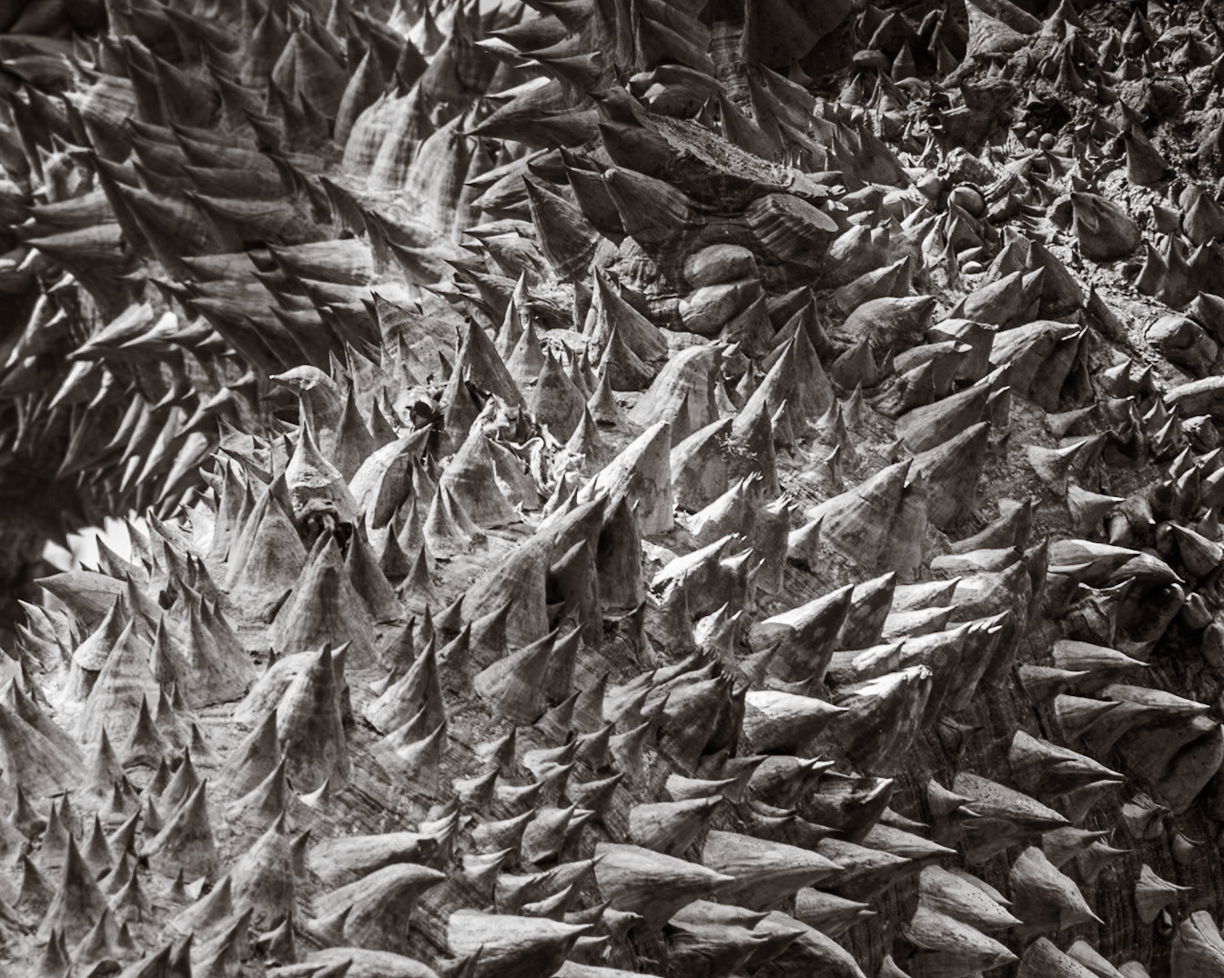 Naples Botanical Gardens, Naples FL