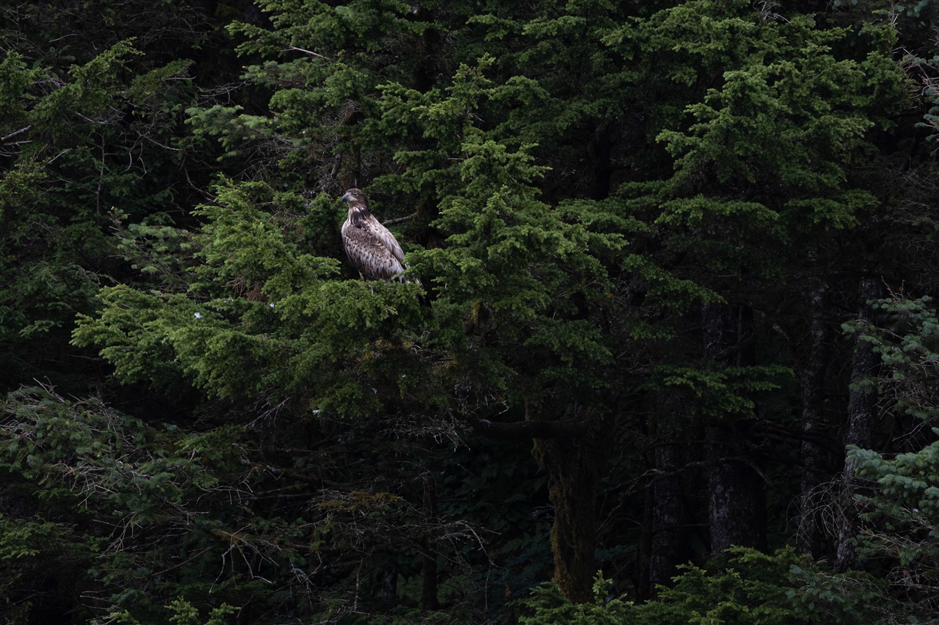 Prince William Sound AK