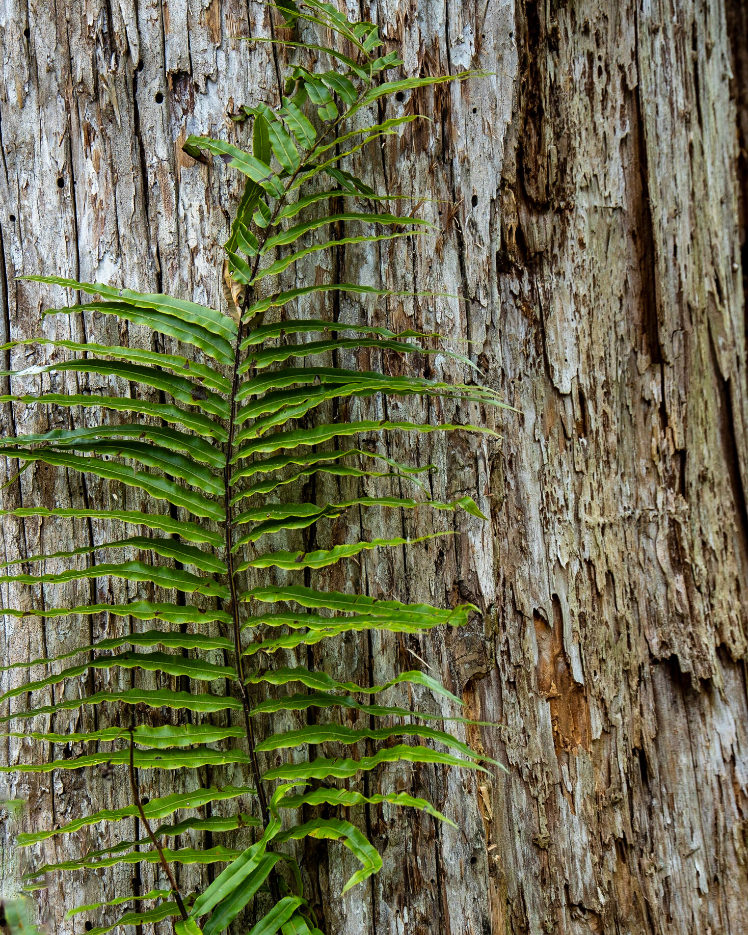 Corkscrew Swamp Sanctuary, Bonita Springs FL
