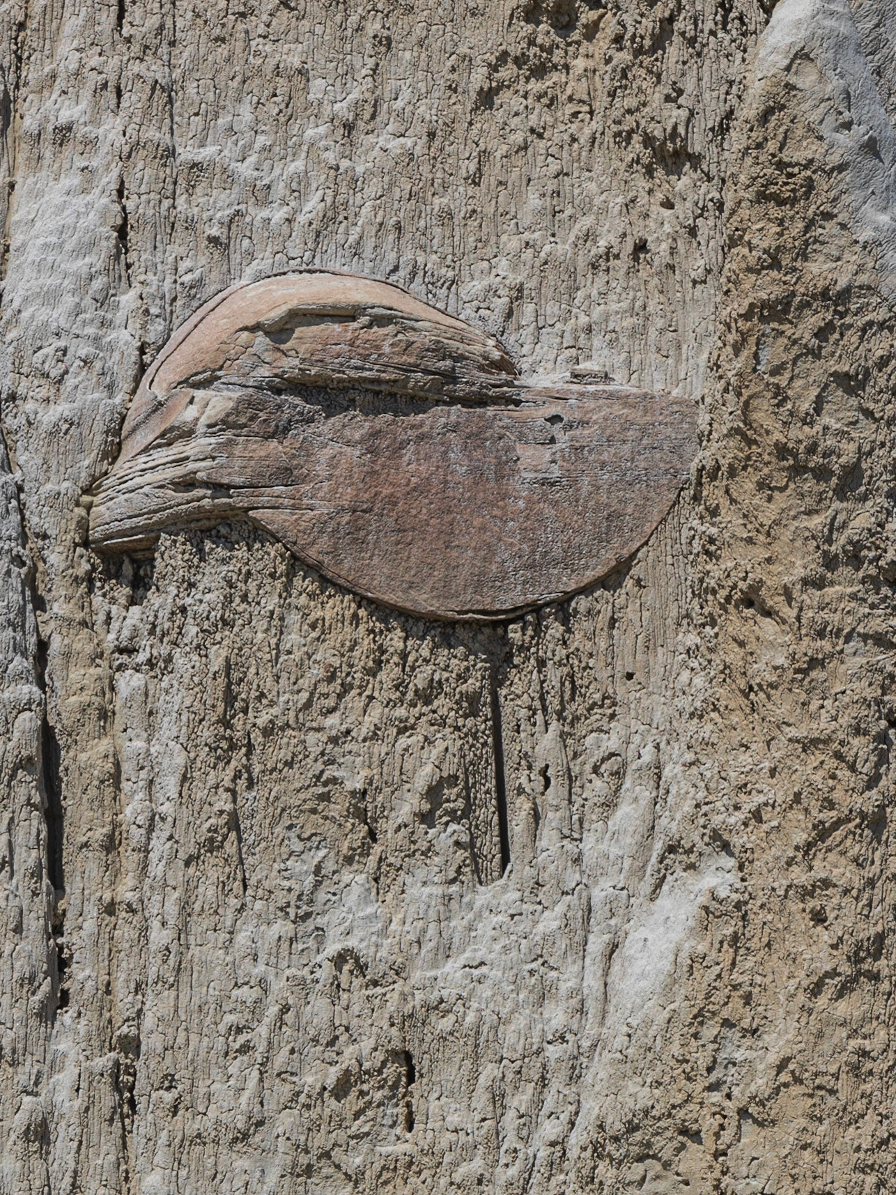 Theodore Roosevelt NP, North Unit, ND