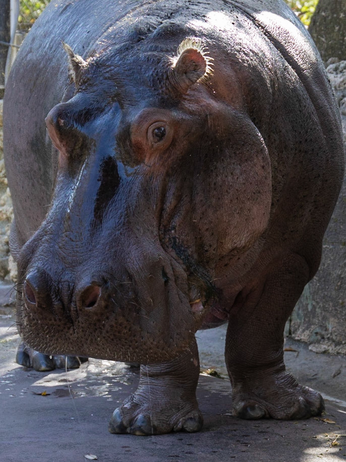 Ellie Schiller Wildlife SP 'LU'