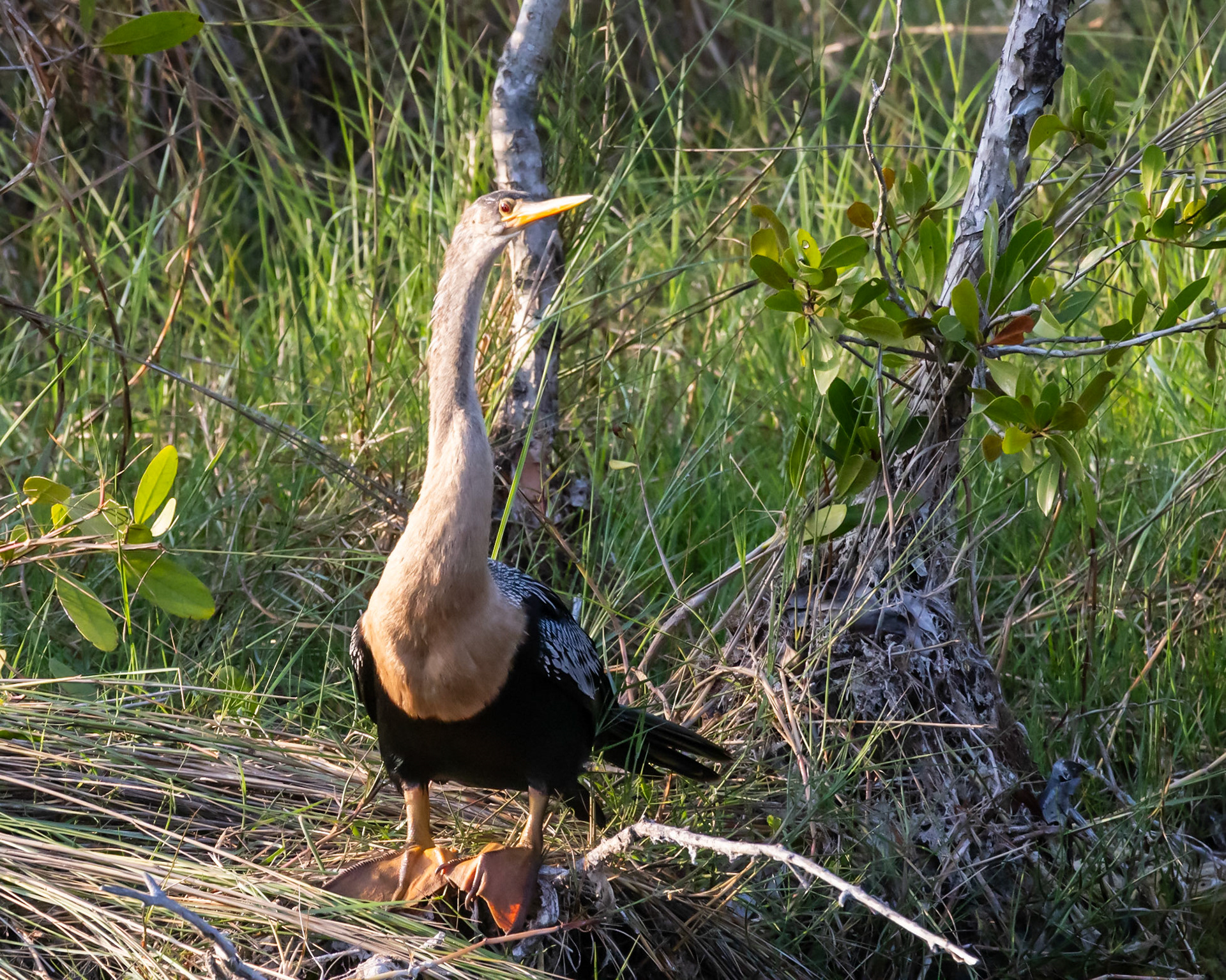 10,000 Islands Marsh Walk, FL