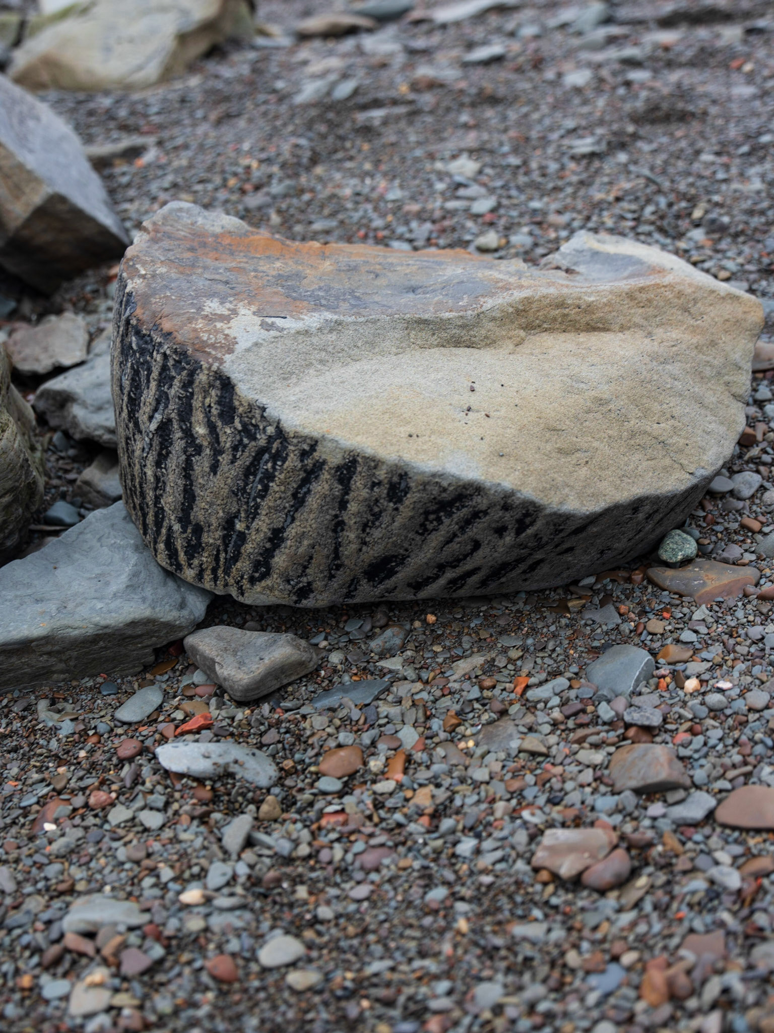 Joggins Fossil Cliffs, NS