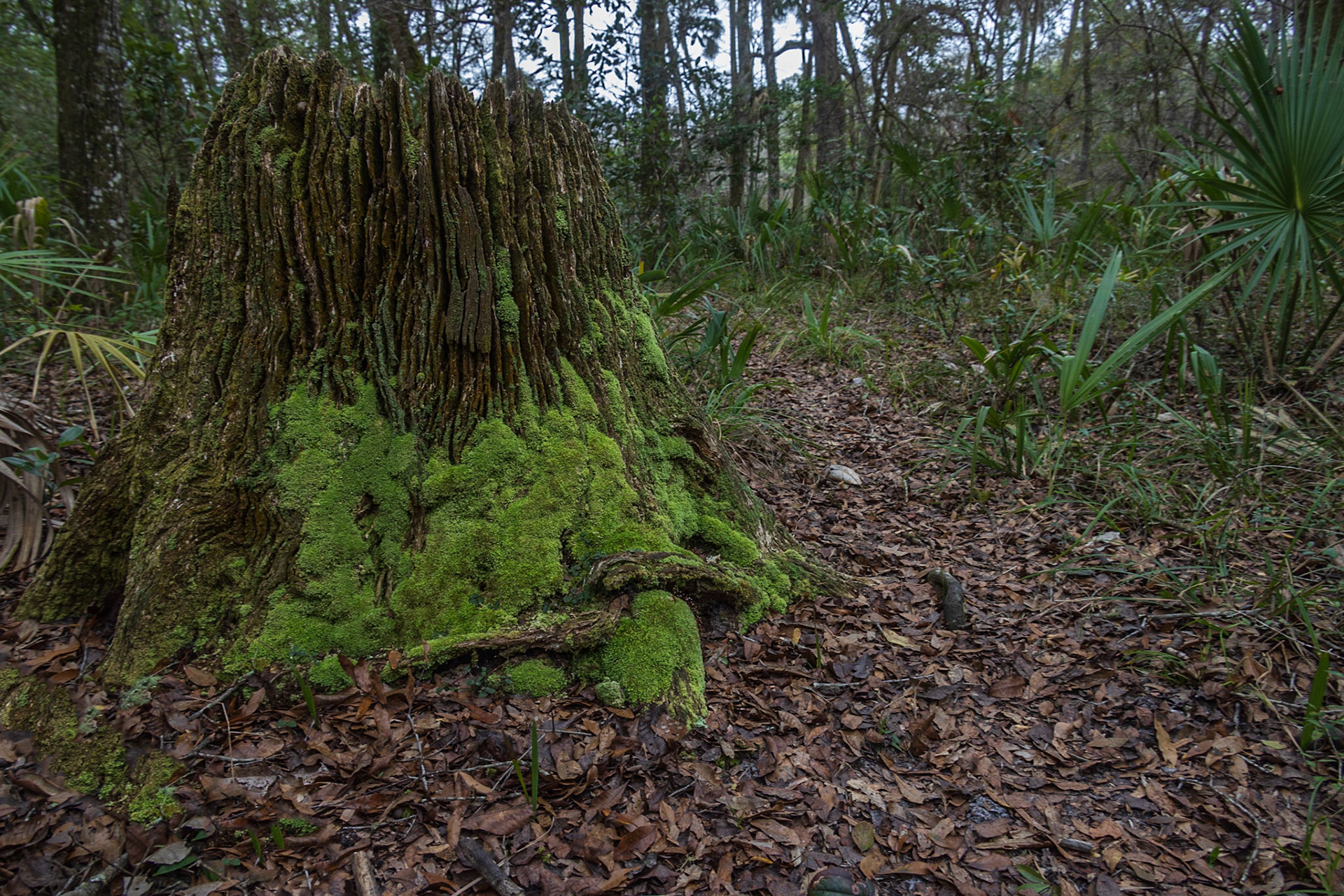 Aucilla River, Goose Pasture Road, FL
