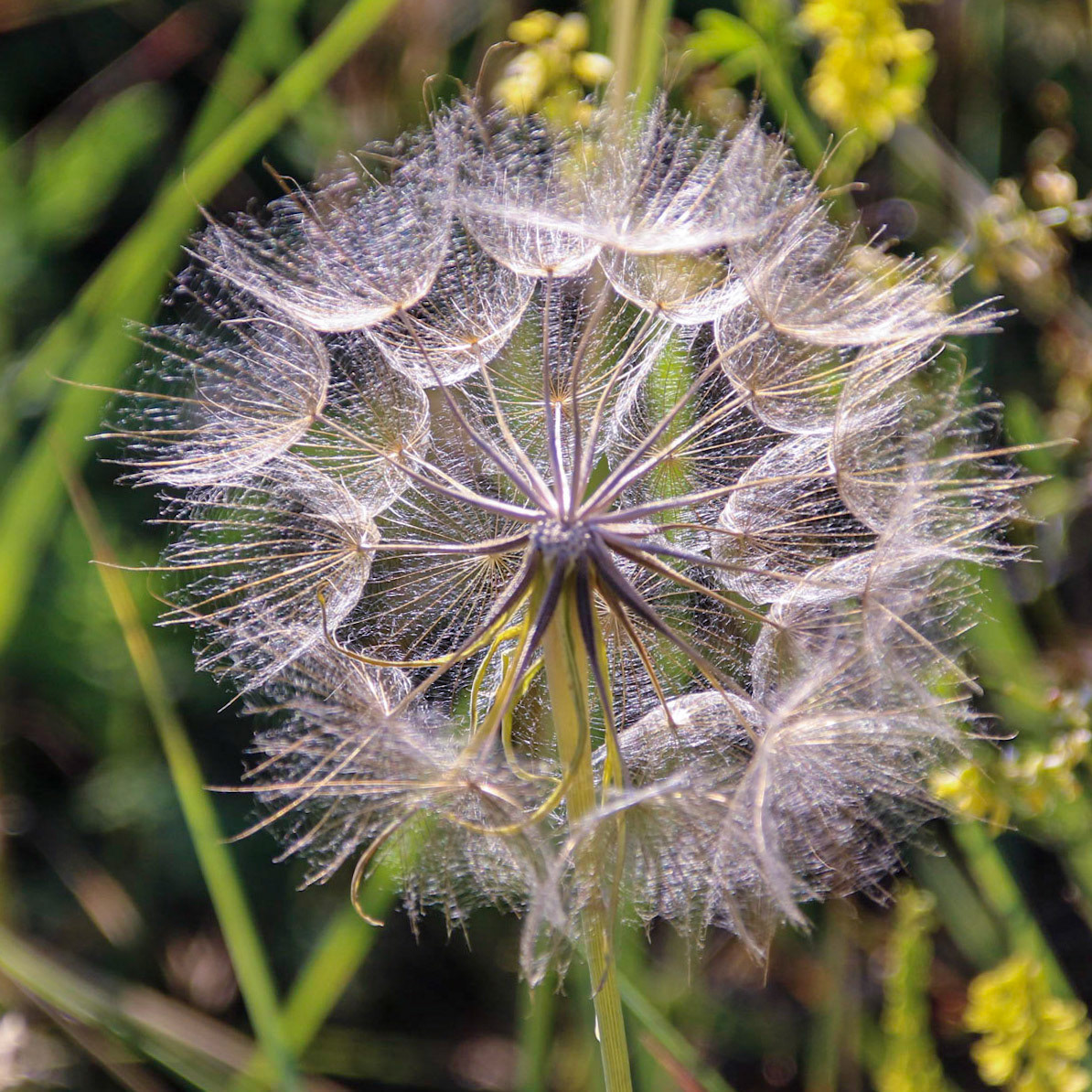 Wickham Gulch CG, MT