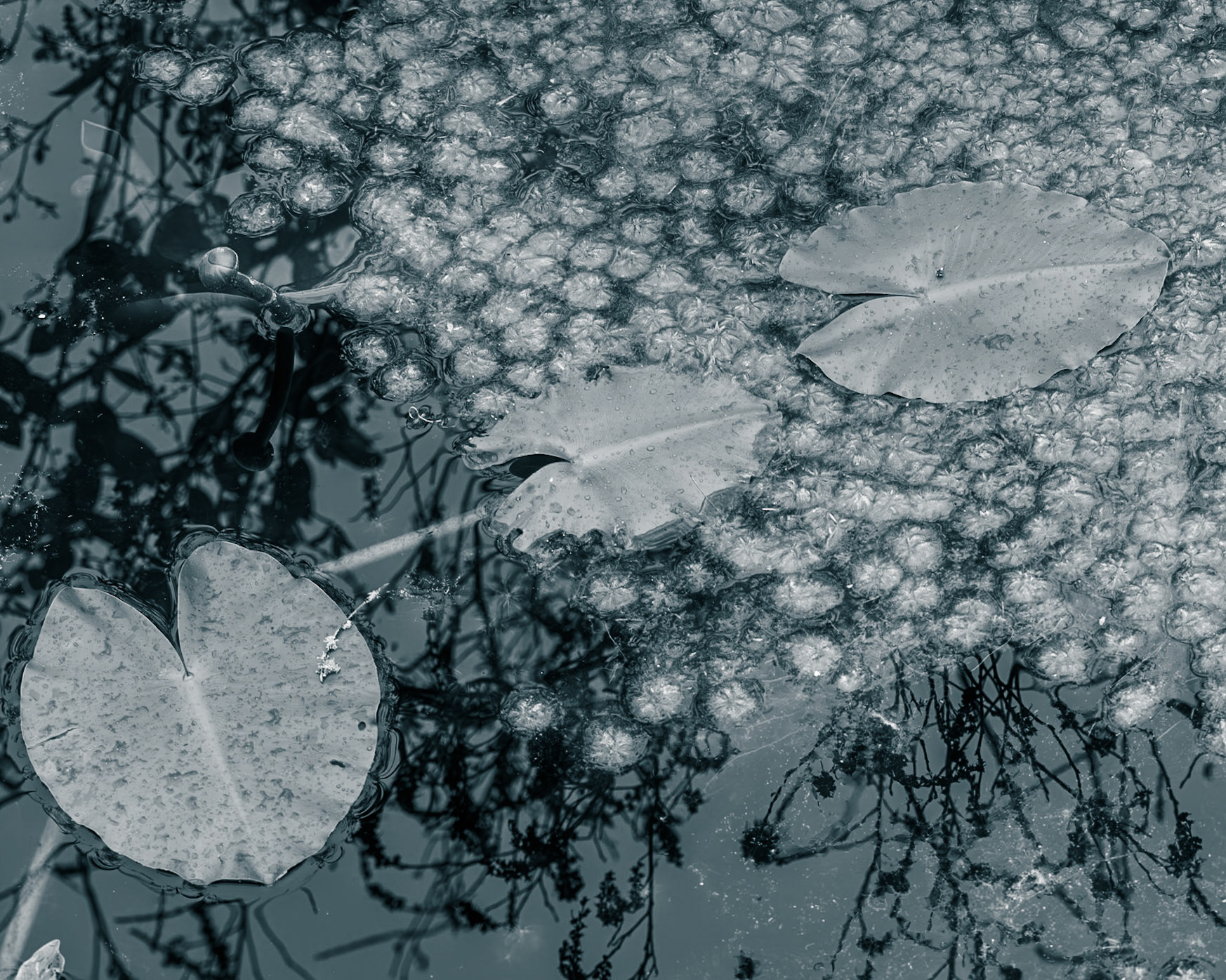 Trembling Earth Nature Trail, Fargo GA