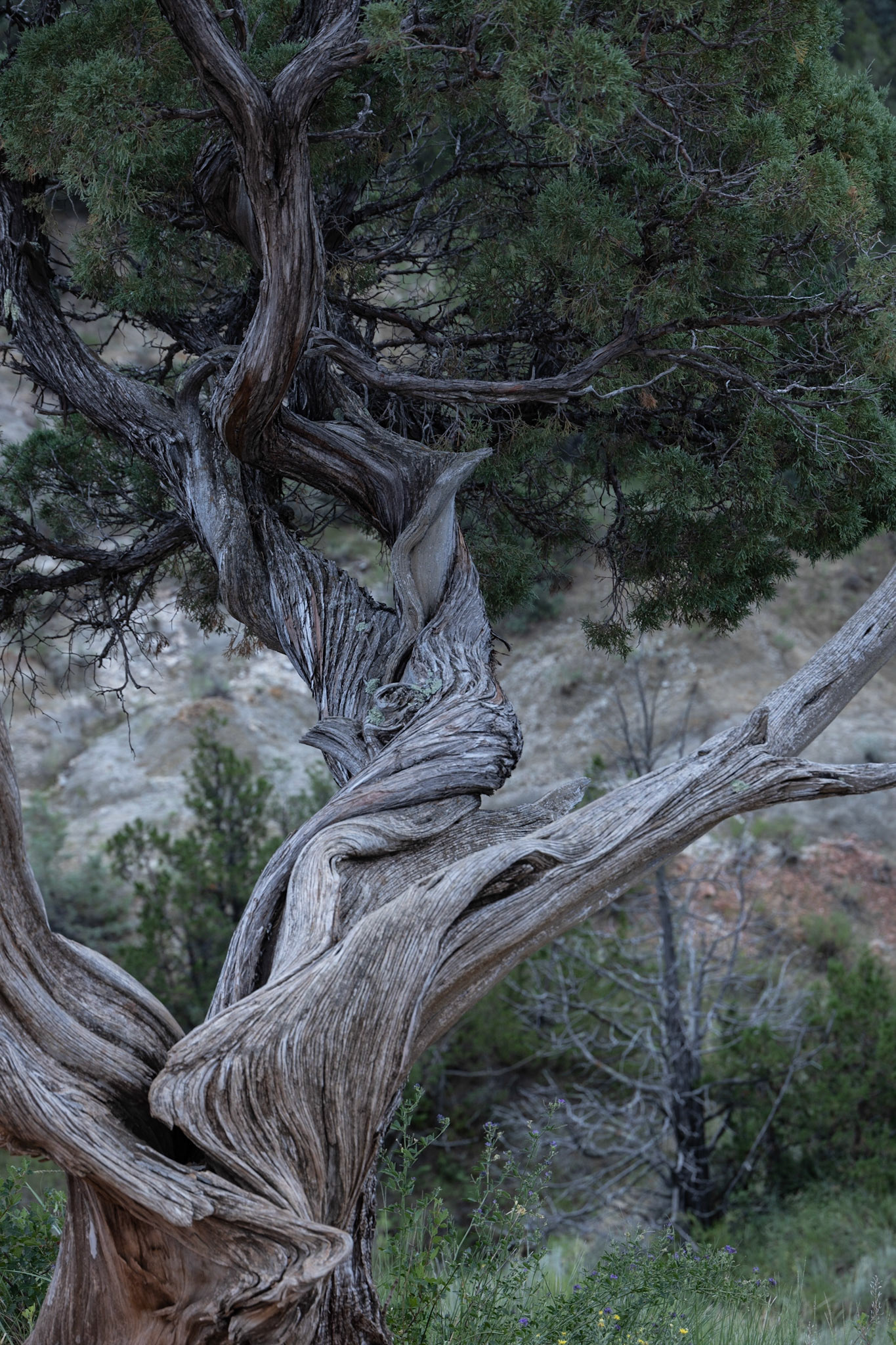 Theodore Roosevelt NP, South Unit, ND