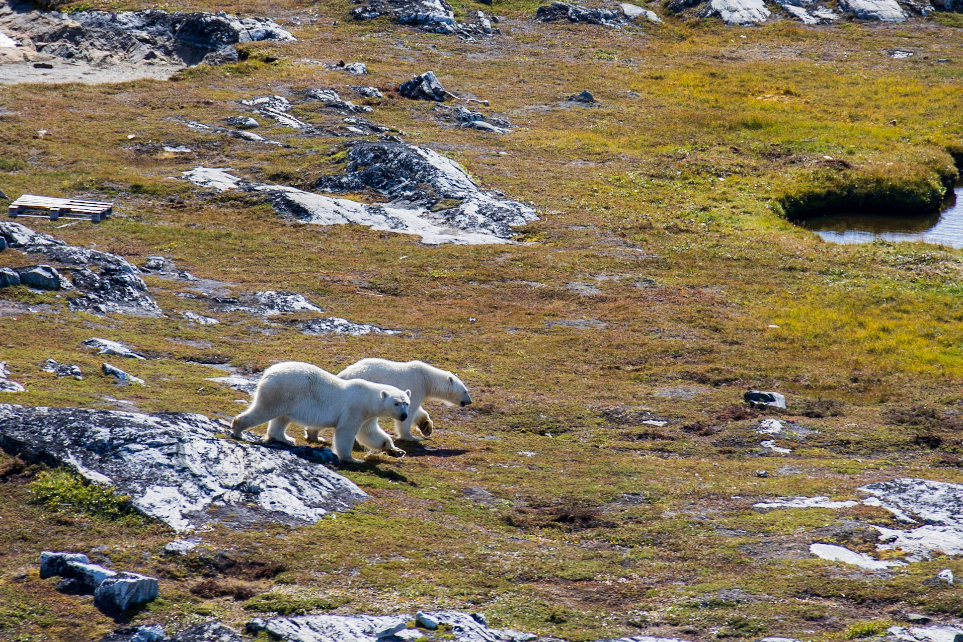 Dog Island, Torngats, NL