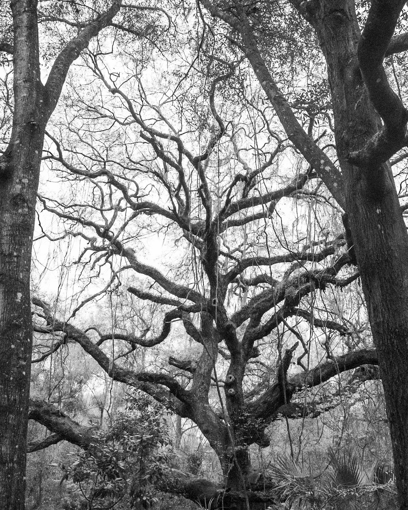 La Chua Boardwalk, Micanopy  FL