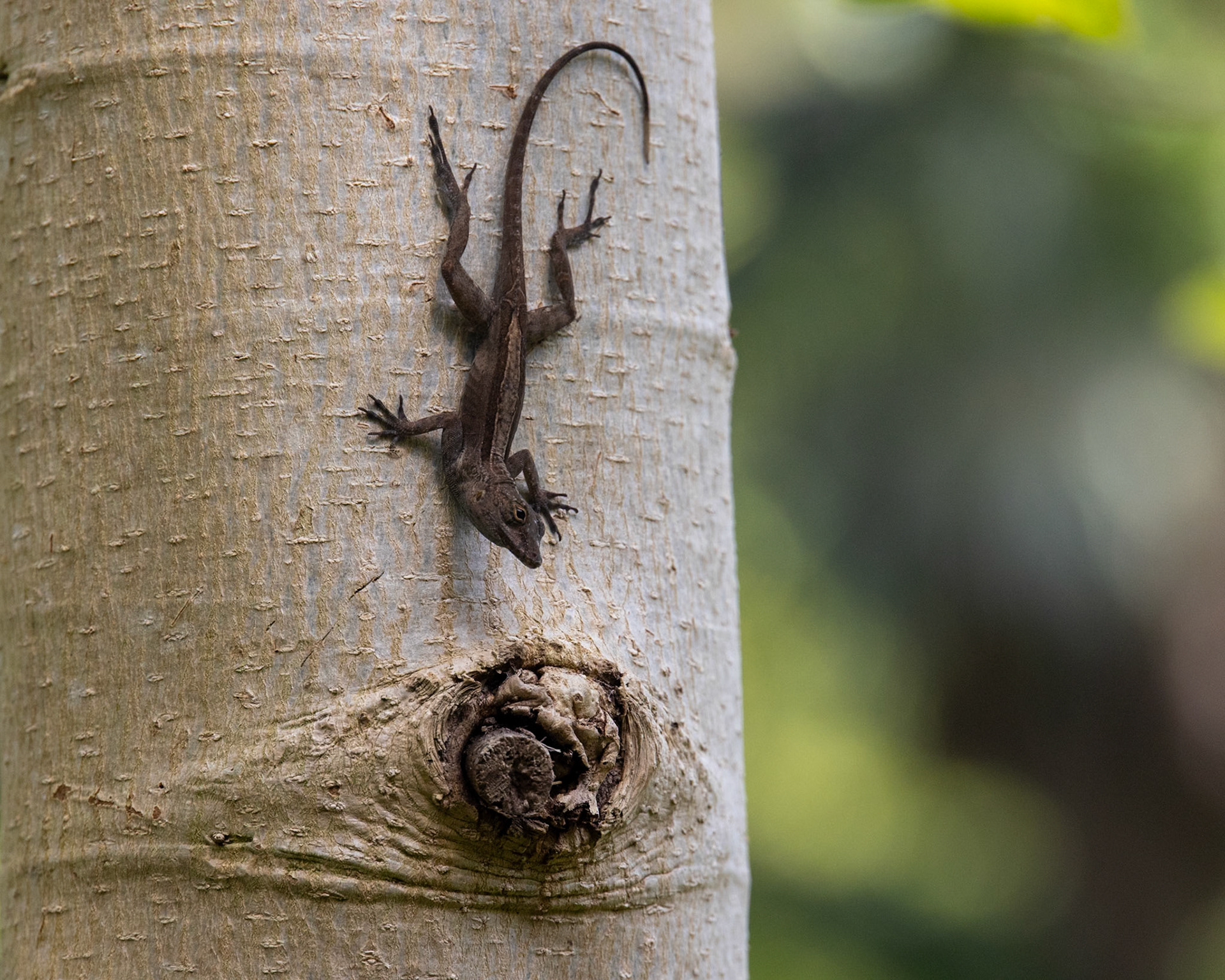 The Kampong, Coral Gables FL