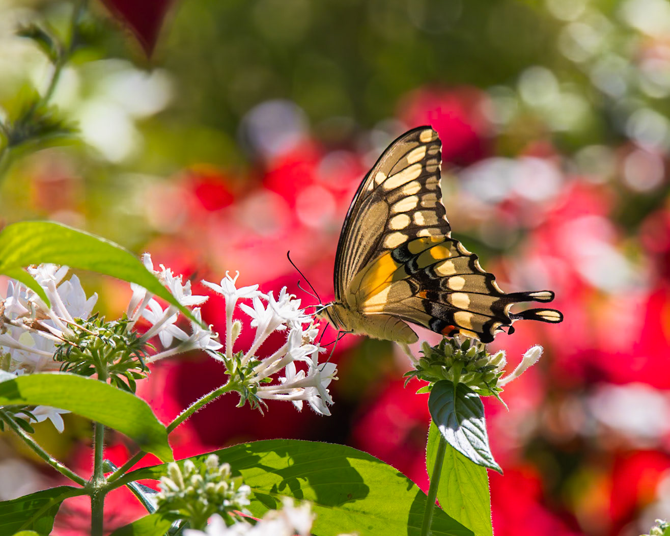 Peace River Botanicals and Sculpture Gardens, Punta Gorda FL