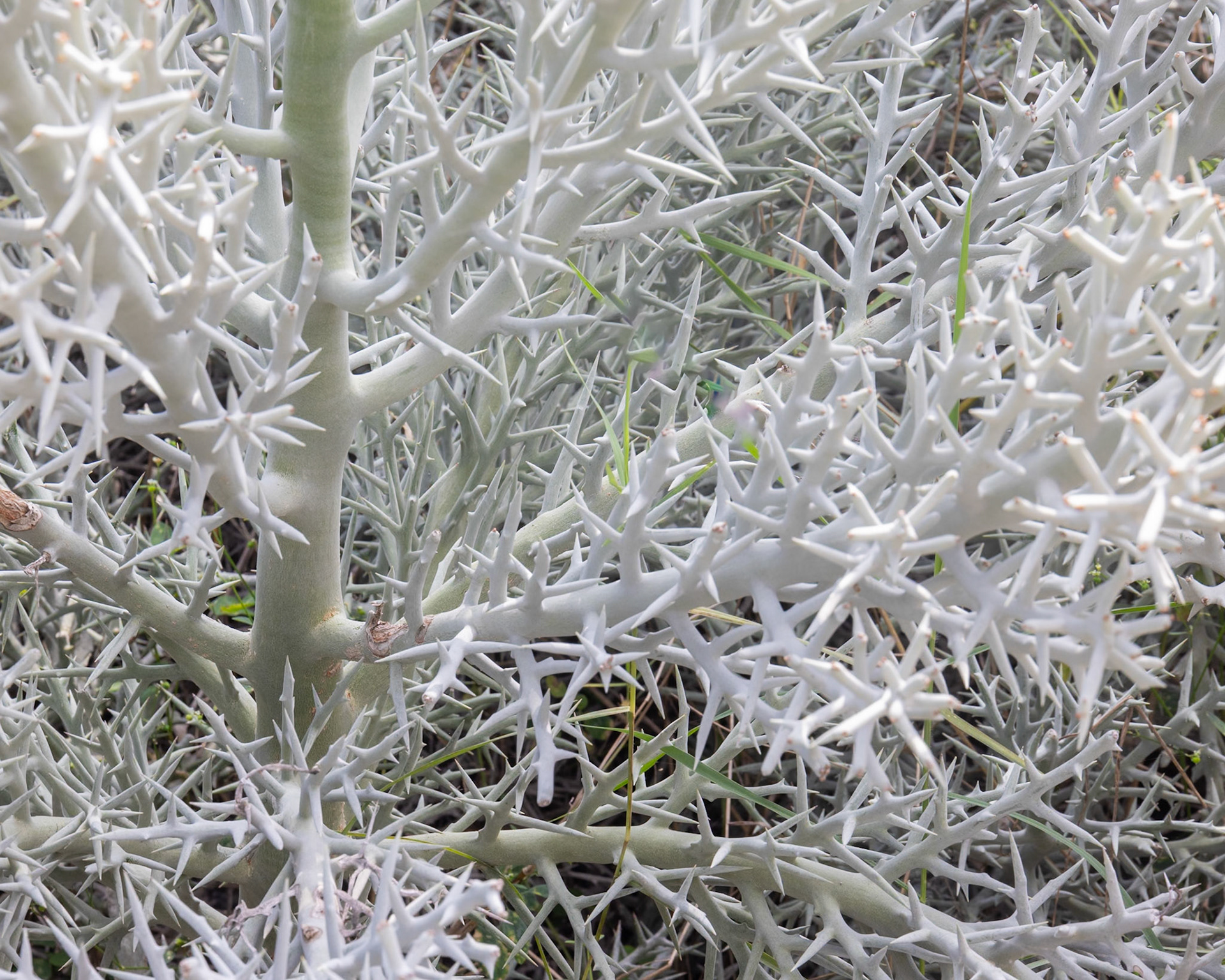 Naples Botanical Gardens, Naples FL