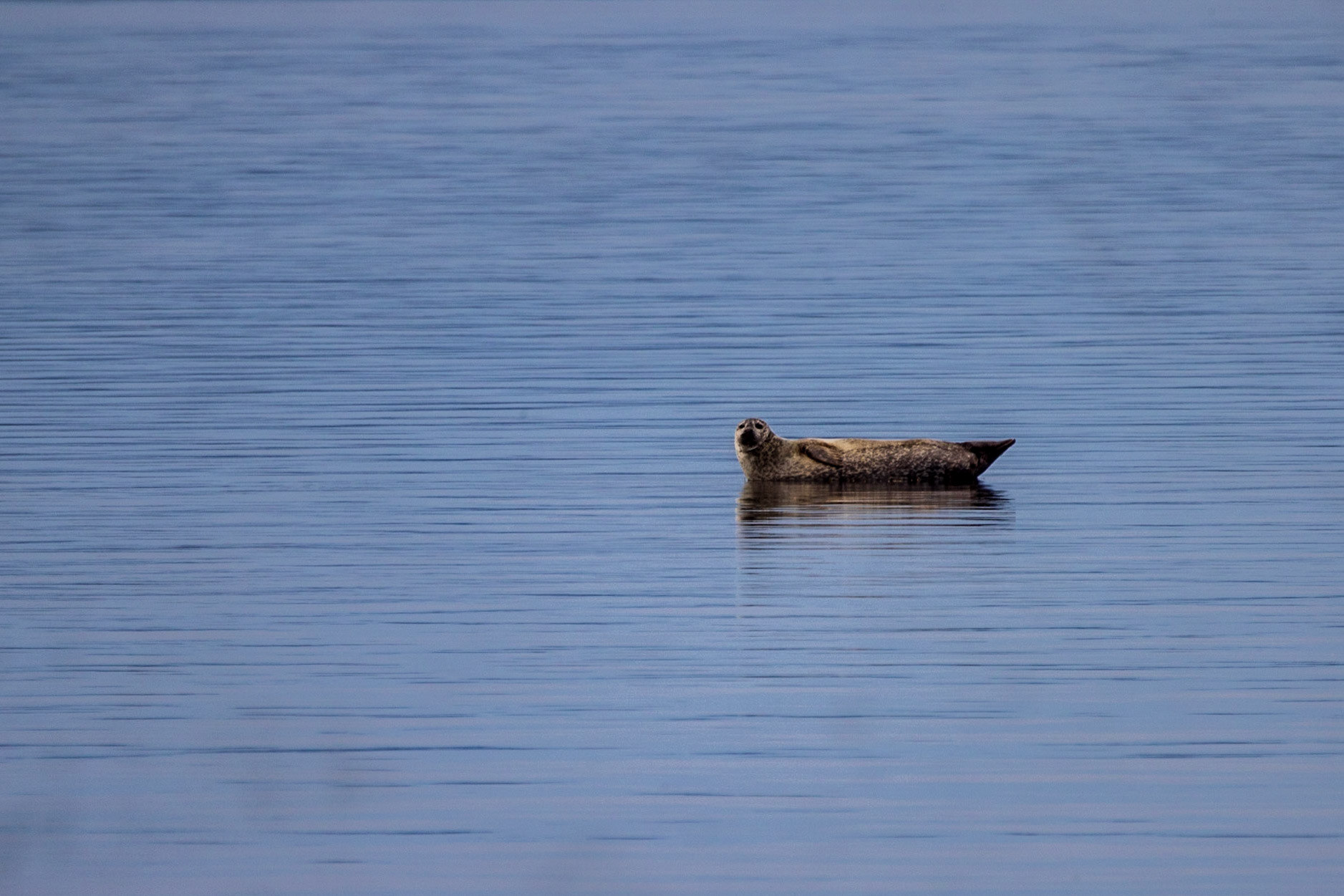 Warren Island State Park, ME