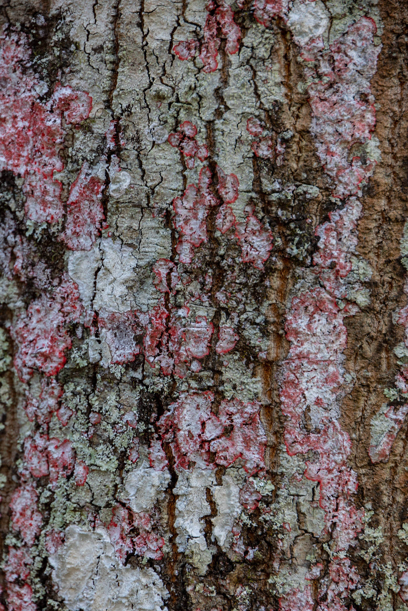 Leon Sinks Geological Area, FL